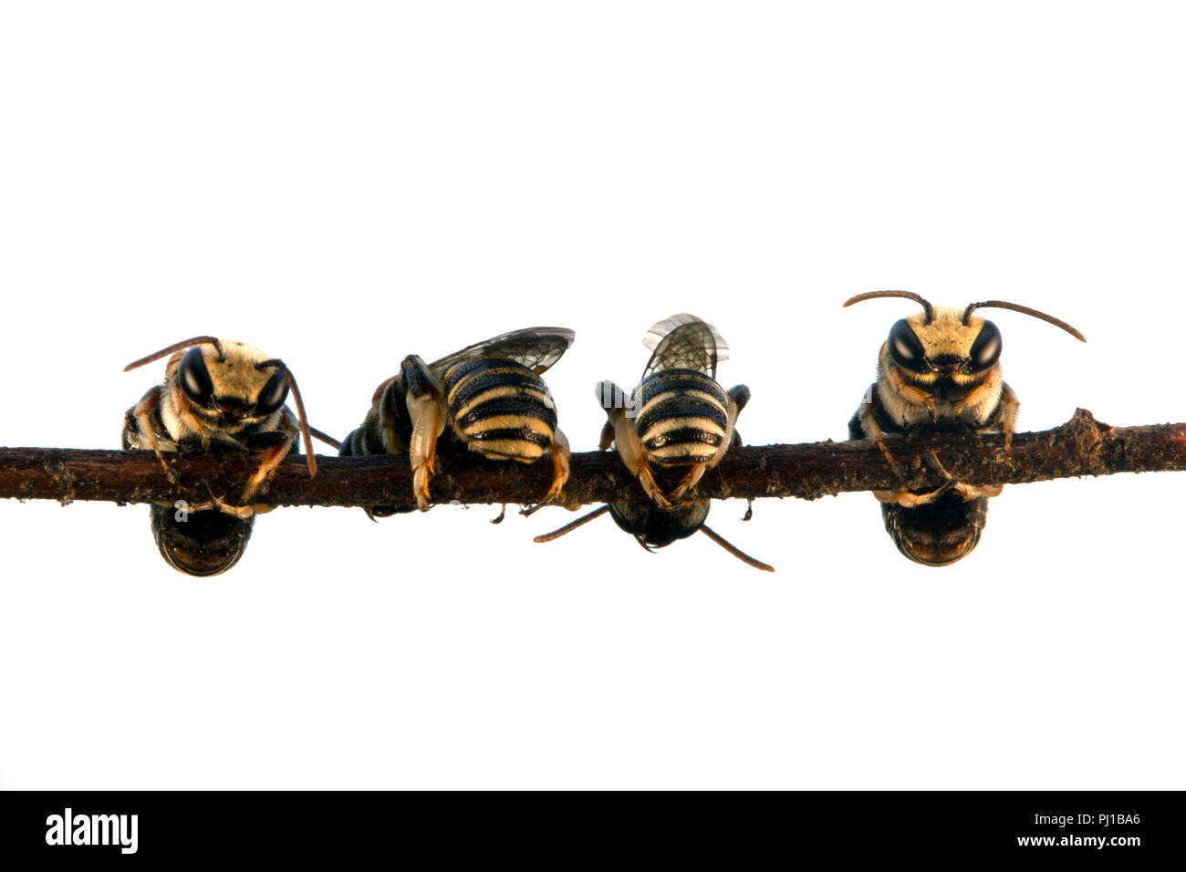Quatre abeilles sur une brindille, Indonésie Banque D'Images