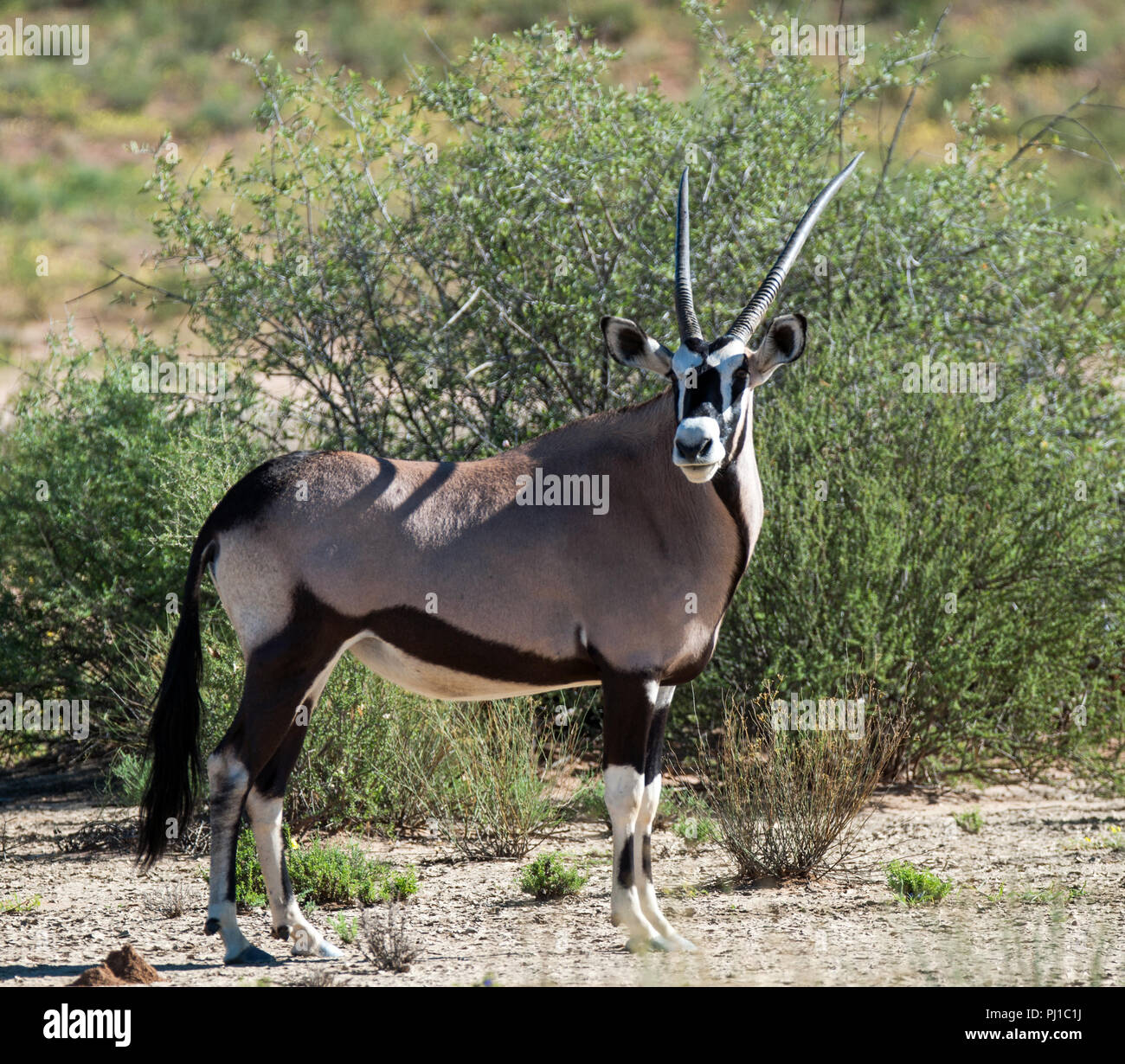 Portrait d'un Oryx, Kgalagadi Transfrontier Park, Afrique du Sud Banque D'Images