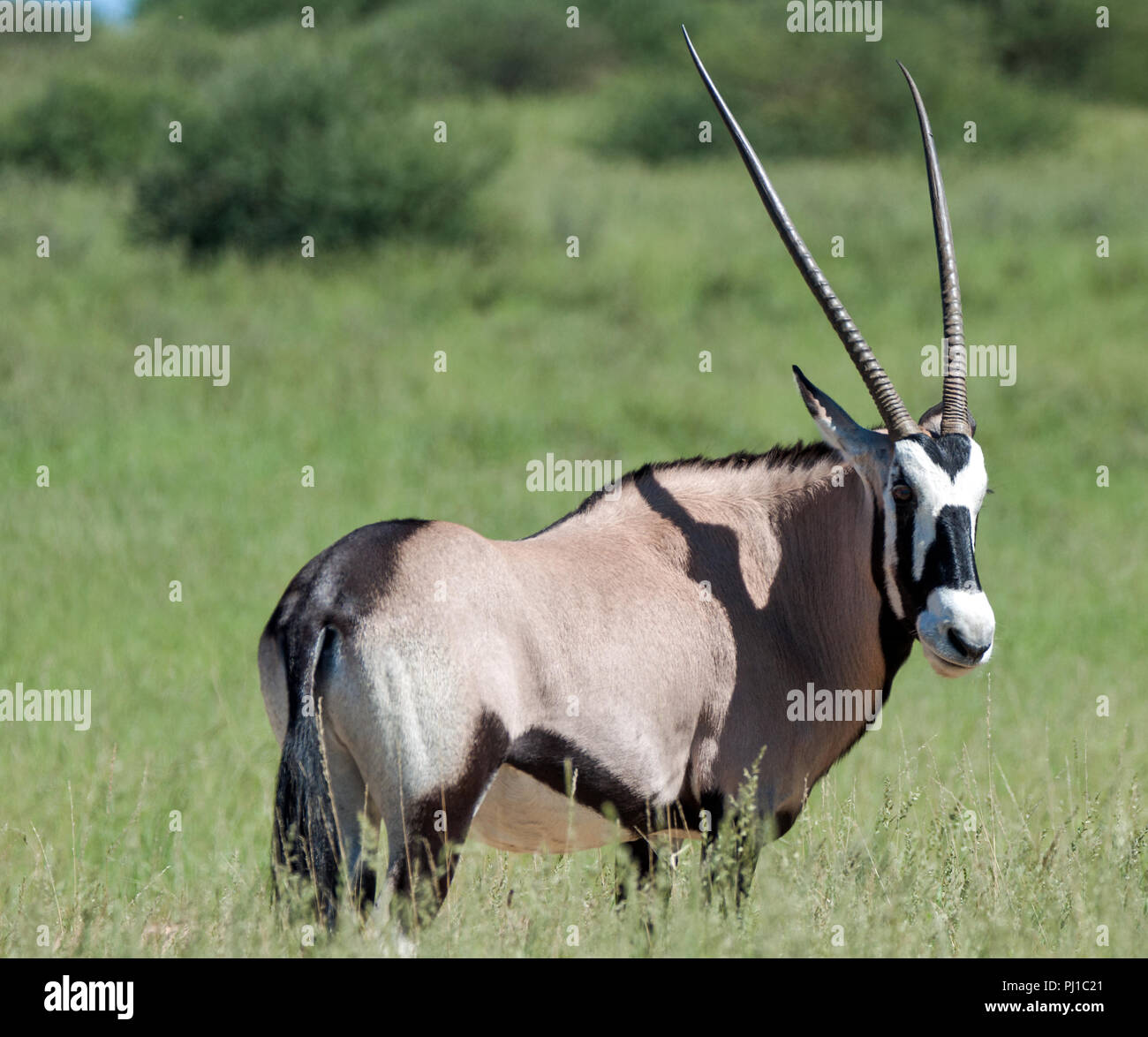 Portrait d'un Oryx, Kgalagadi Transfrontier Park, Afrique du Sud Banque D'Images