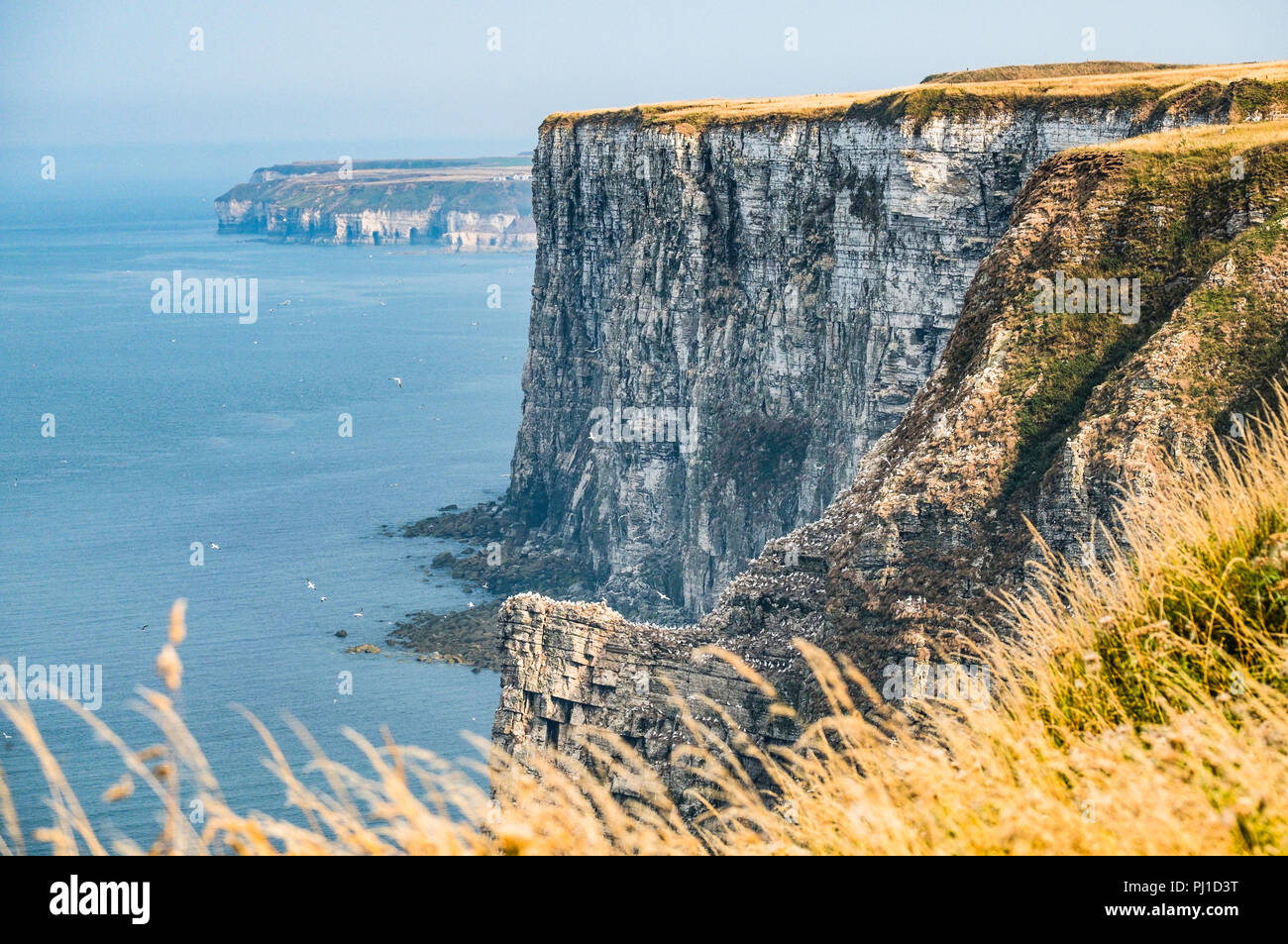 Voir d'oiseaux Bempton Cliffs où 13 500 fous de Bassan nichent chaque année. Banque D'Images
