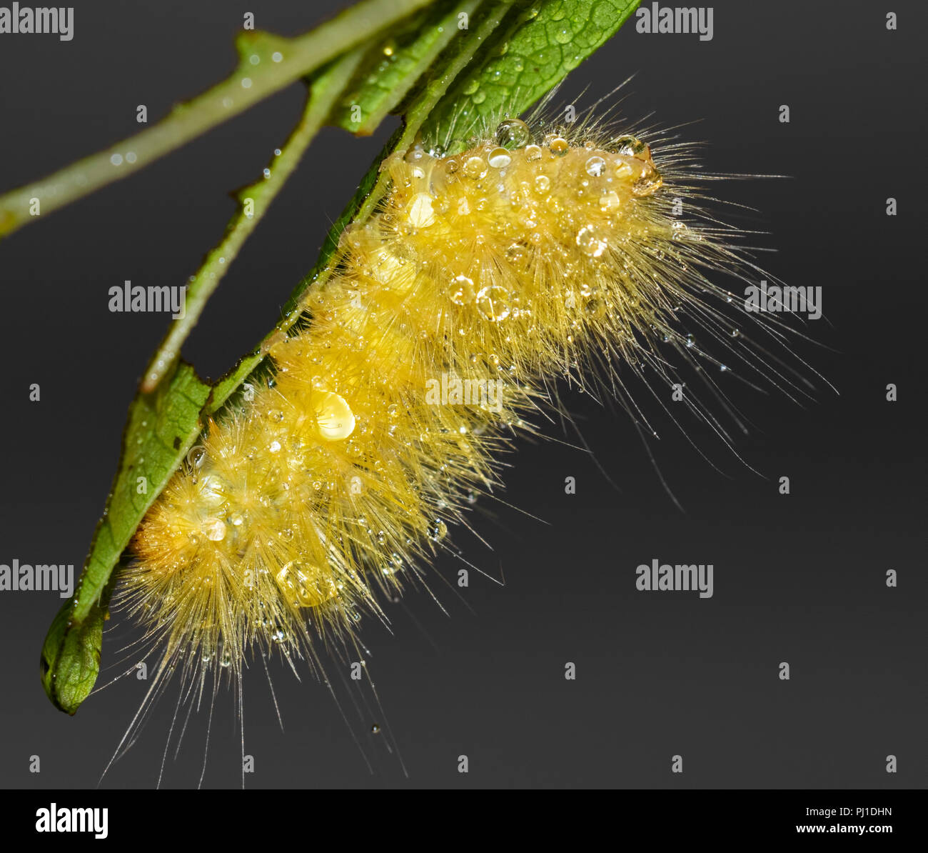 De Caterpillar, ou d'ours laineux jaune Virginian Tiger Moth (Spilosoma virginica) après la pluie, Iowa, États-Unis Banque D'Images