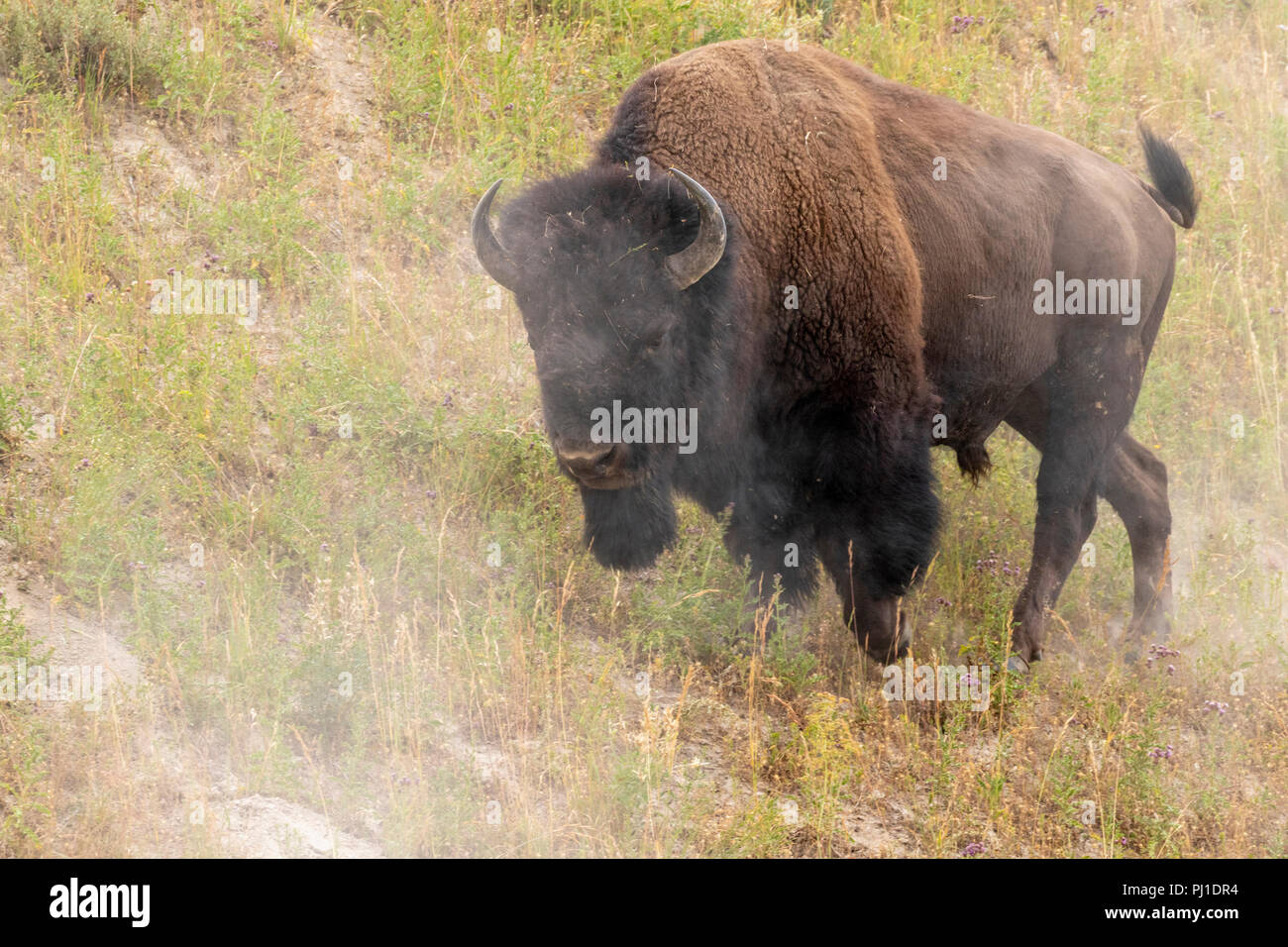 Le bison d'Amérique (Bison bison), mâle, la charge, le parc national de Yellowstone, Wyoming, USA. Banque D'Images