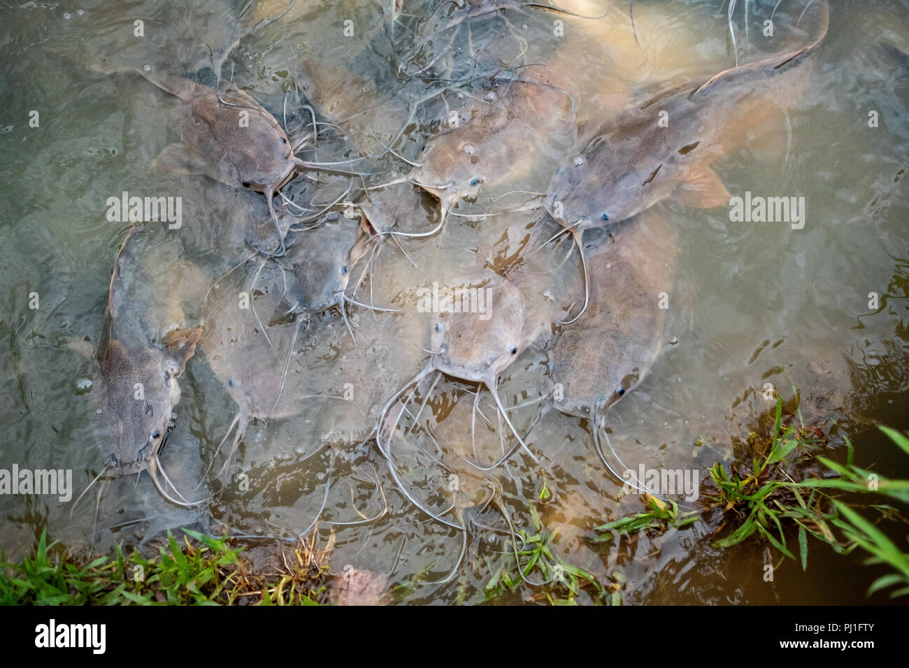 De nombreux poissons-chats sont dans l'eau. Banque D'Images