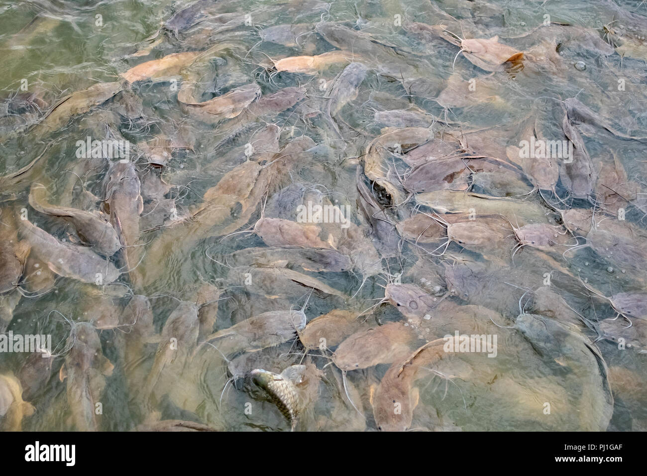 De nombreux poissons-chats sont dans l'eau. Banque D'Images