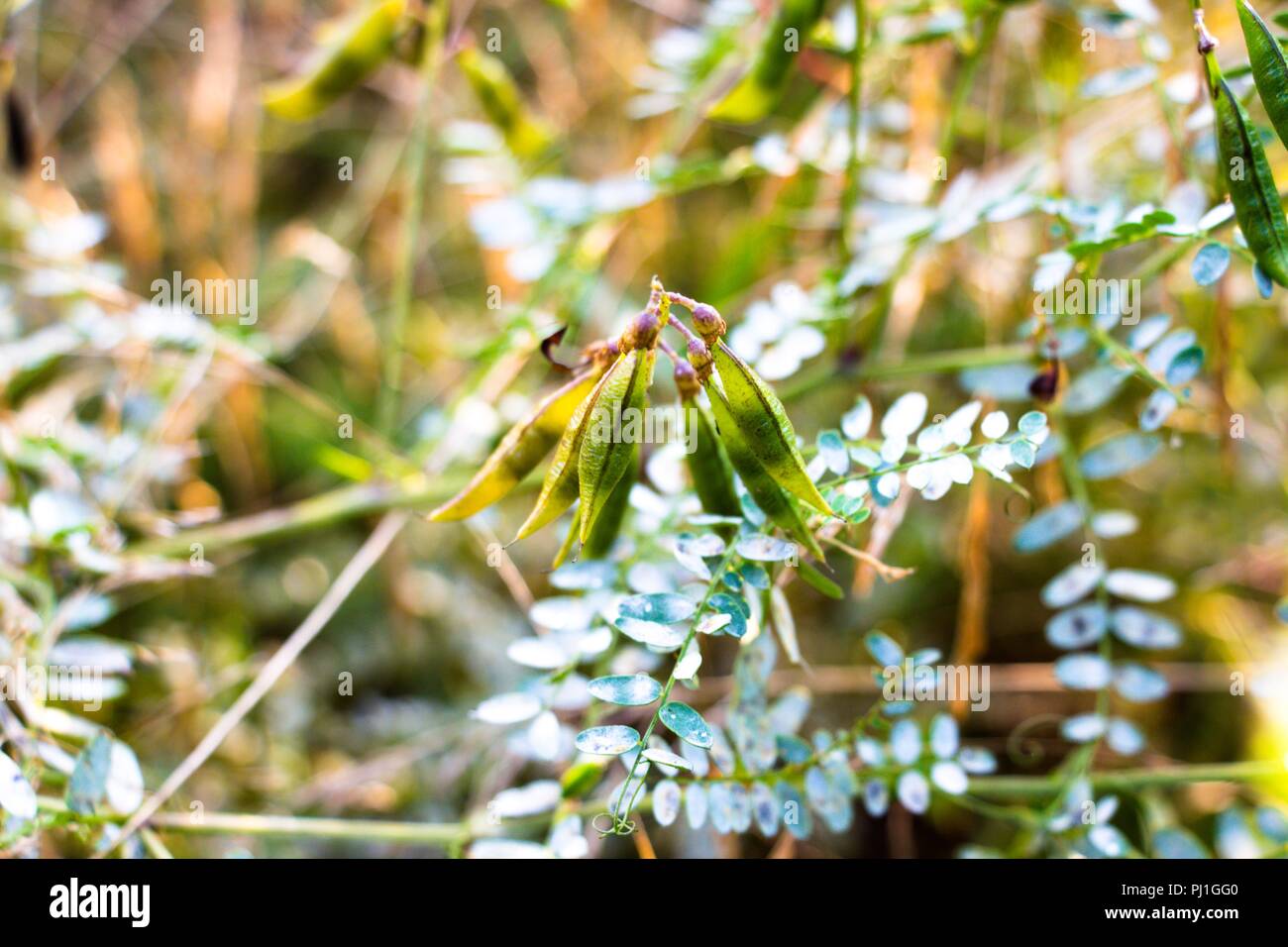 Une belle plante de haricots ont donné beaucoup de fruits, les bâtonnets à accrocher les graines de la tige de la plante entre les nombreuses feuilles. Banque D'Images