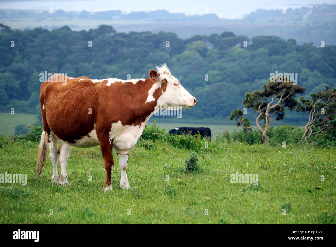 Vache Hereford et autres bovins d'une colline, une colline avec champ de pâturage en forêt fond brumeux Banque D'Images