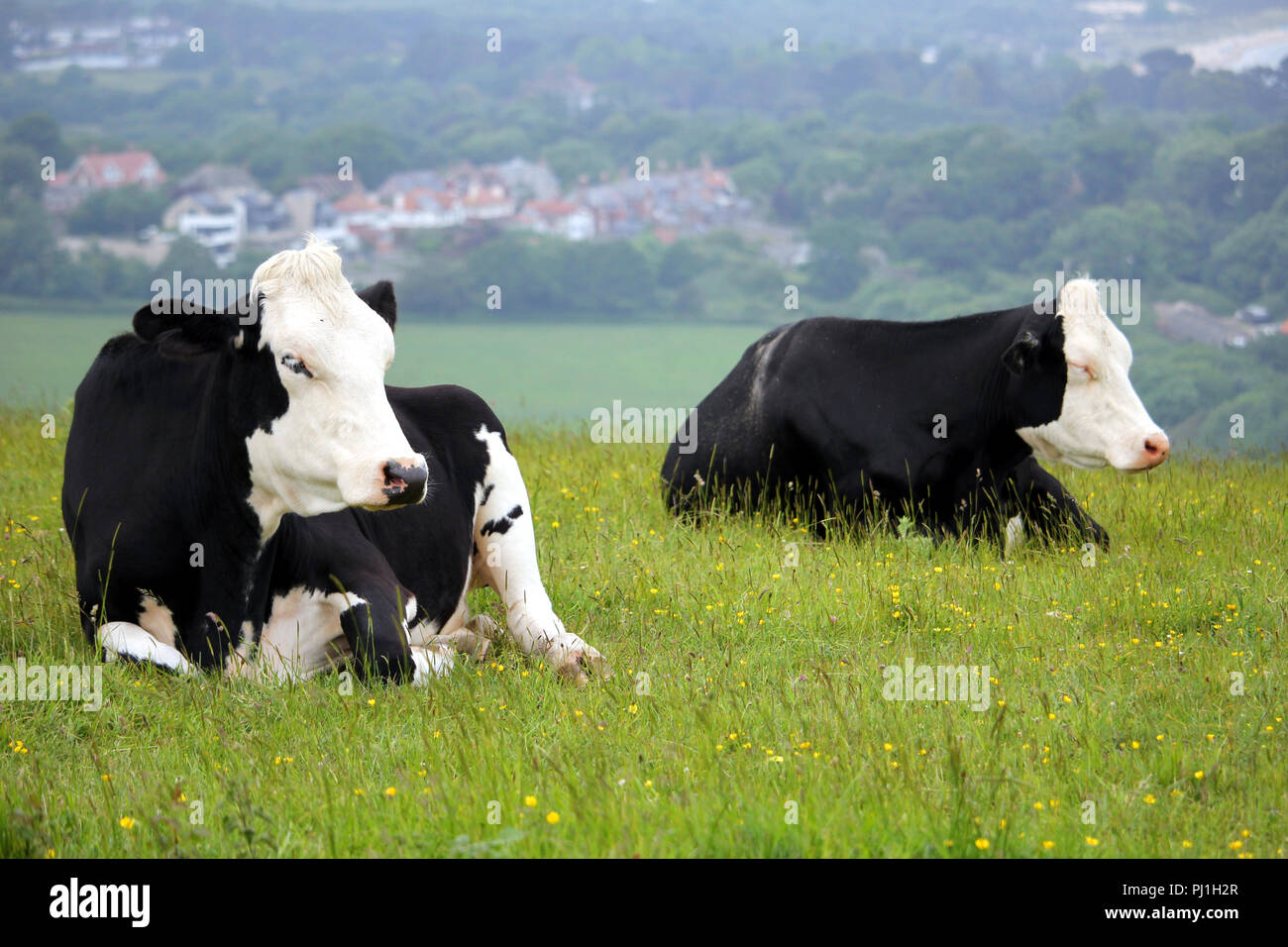 Deux vaches Frisonnes noir et blanc couché sur un flanc de prairie avec un village de l'arrière-plan Banque D'Images