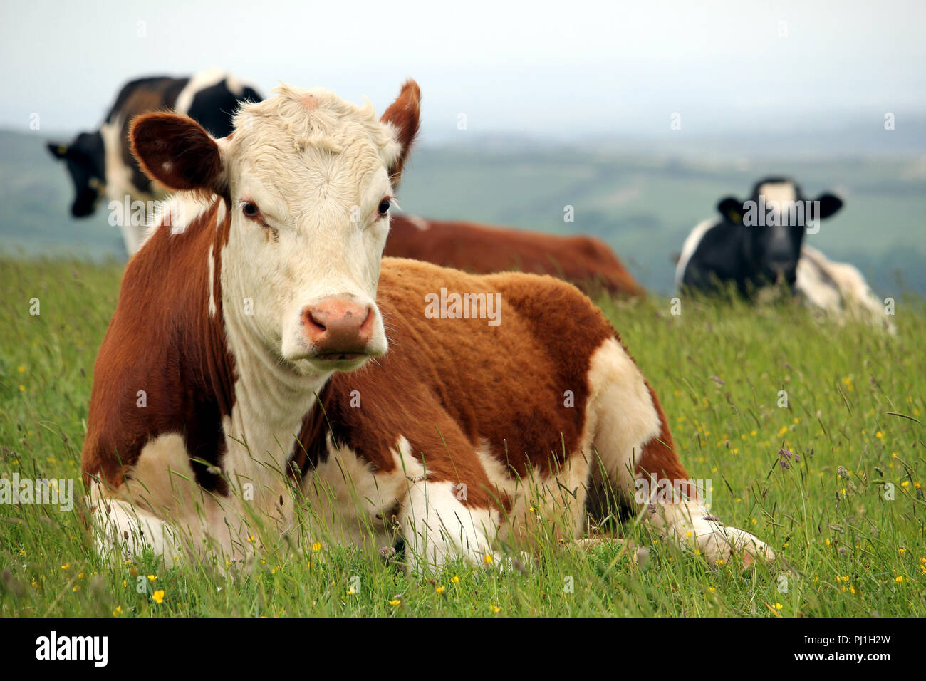 Vache Hereford couché avec d'autres bovins de race Frisonne sur une colline avec champ de pâturage fond brumeux Banque D'Images