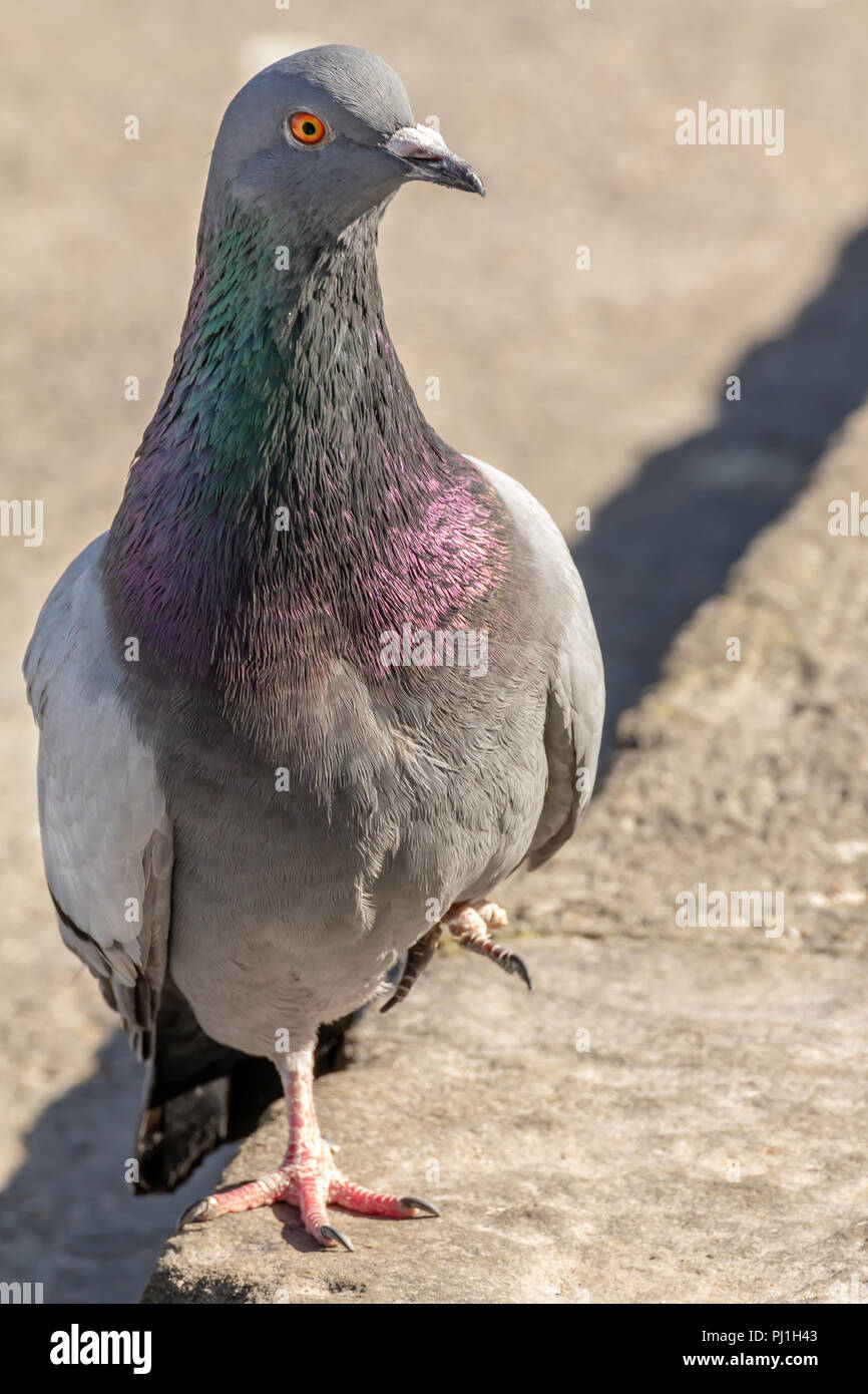 Pigeon domestique est un pigeon sous-espèce qui a été dérivé de la roche colombe aussi appelé le pigeon biset. Columba livia domestica Banque D'Images