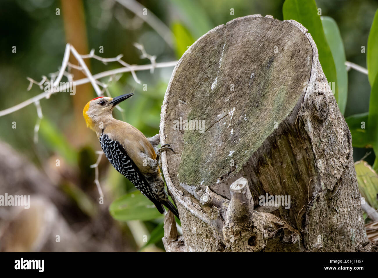 Hoffman's Woodpecker (Melanerpes hoffmannii) au Costa Rica Banque D'Images