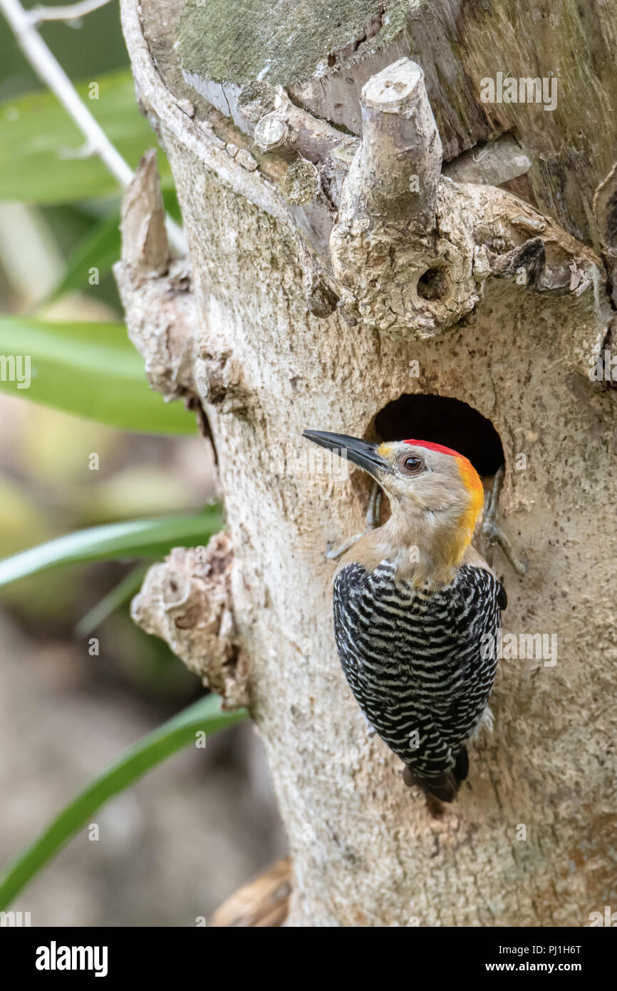 Hoffman's Woodpecker (Melanerpes hoffmannii) au Costa Rica Banque D'Images