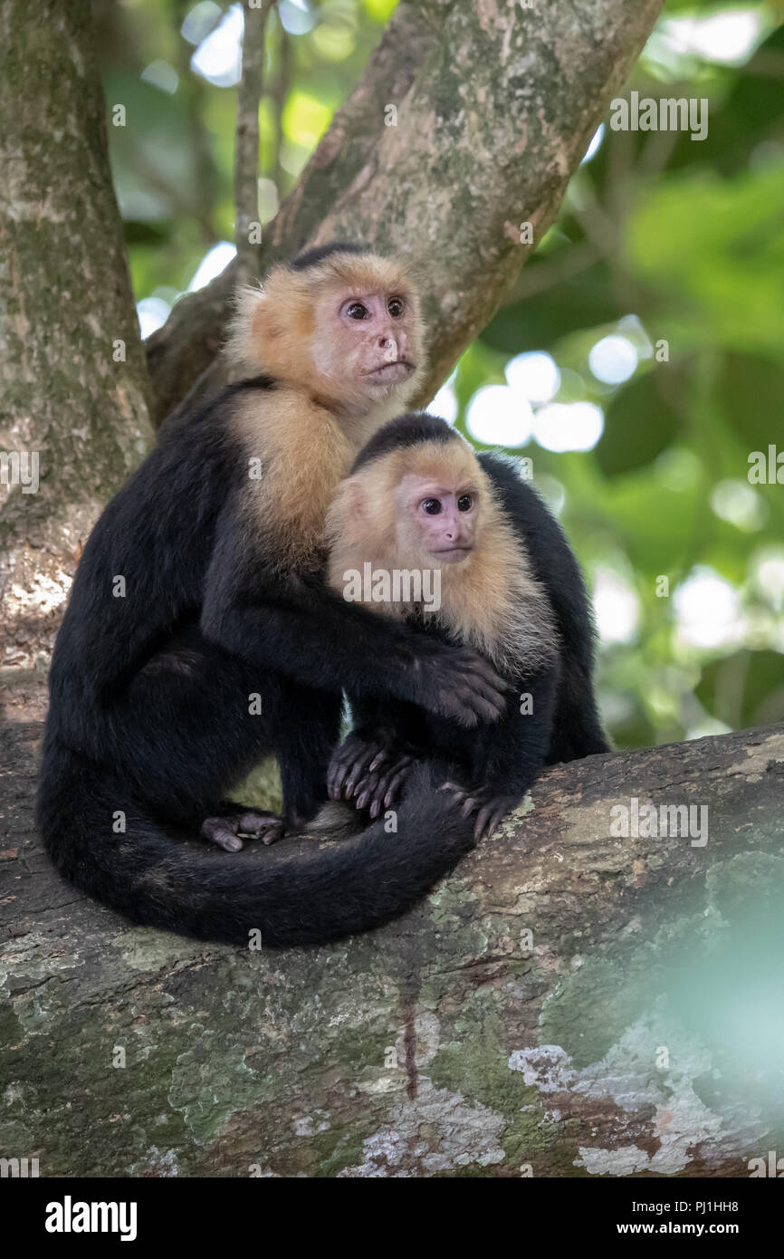 Mere Singe Capucin Cebus Avec Bebe Au Costa Rica Photo Stock Alamy