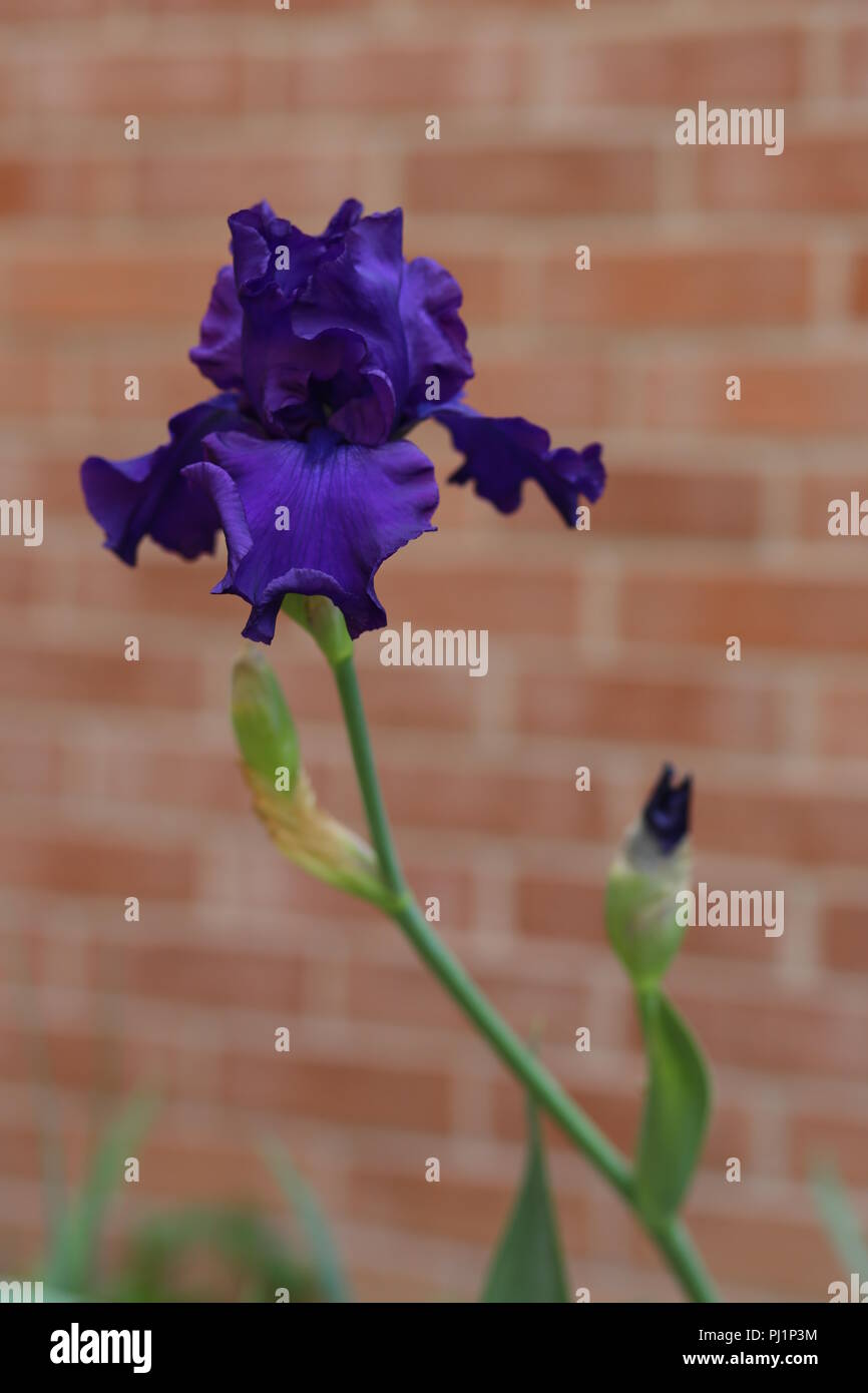 Fleur pourpre au soleil Banque D'Images