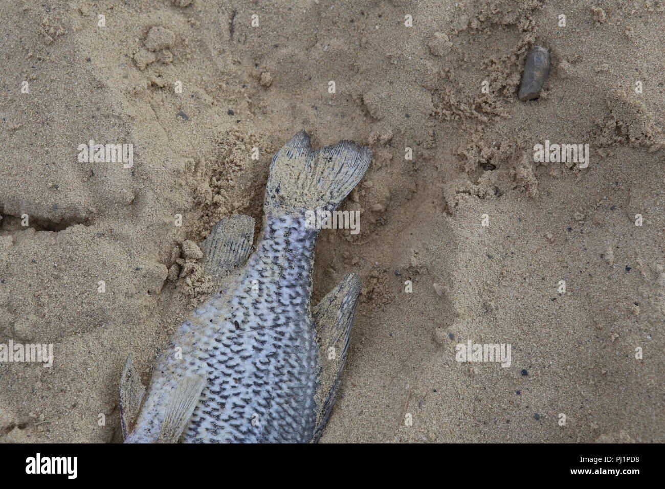 Les poissons morts dans le sable Banque D'Images