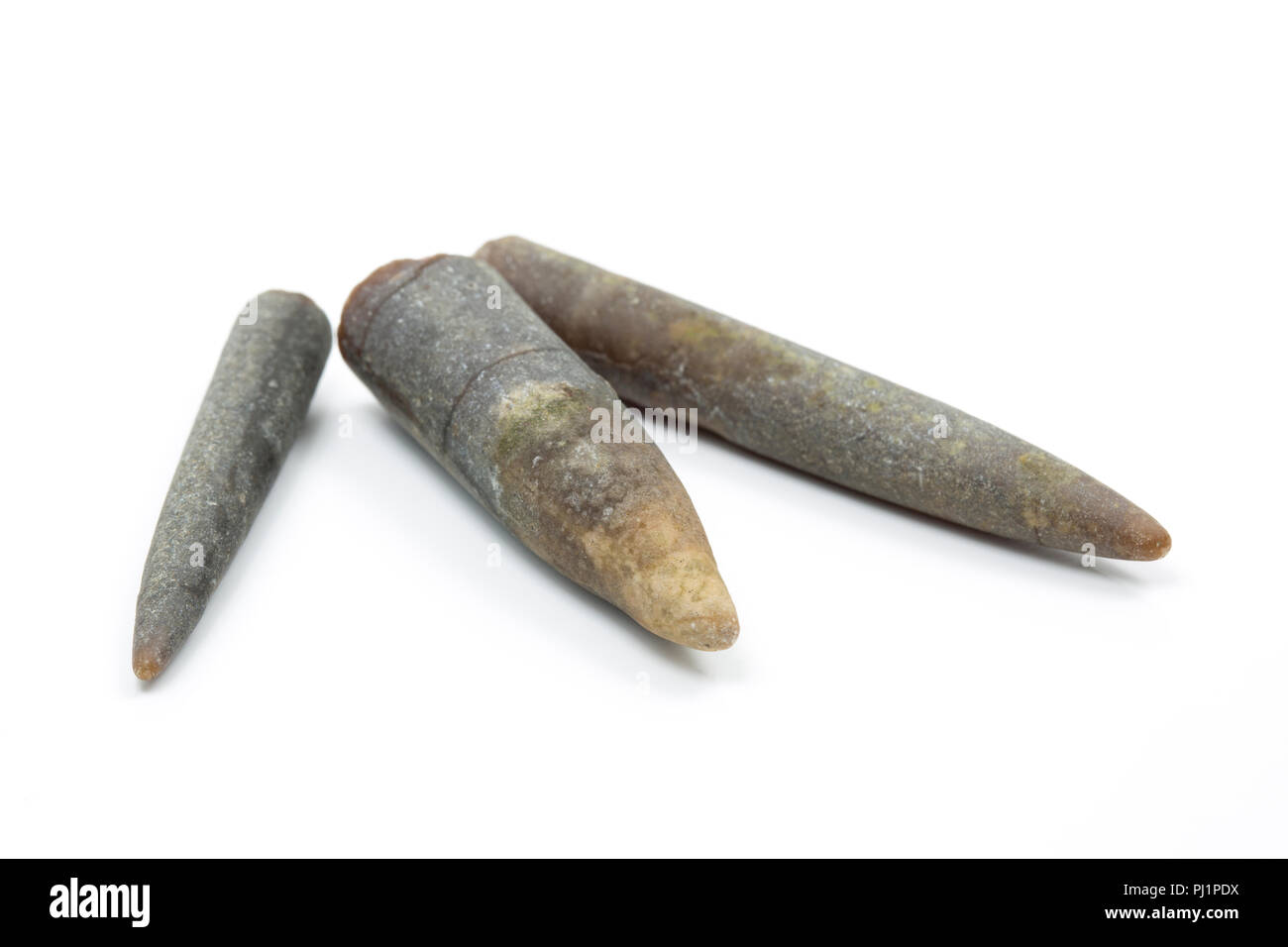 Belemnite fossilisés, gardes ou place publique, qui ont été recueillis près de la base du bouchon d'or près du hameau de Seatown dans Dorset England UK GB. Bel Banque D'Images