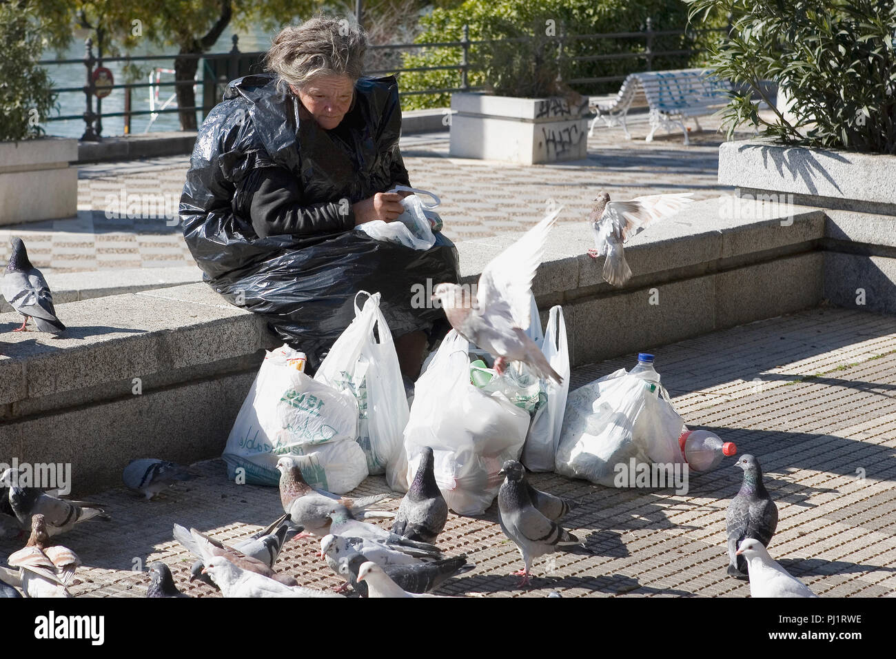 Sac-dame nourrir les pigeons, Paseo Alcalde Marqués de Contadero, Séville,  Andalousie, Espagne Photo Stock - Alamy