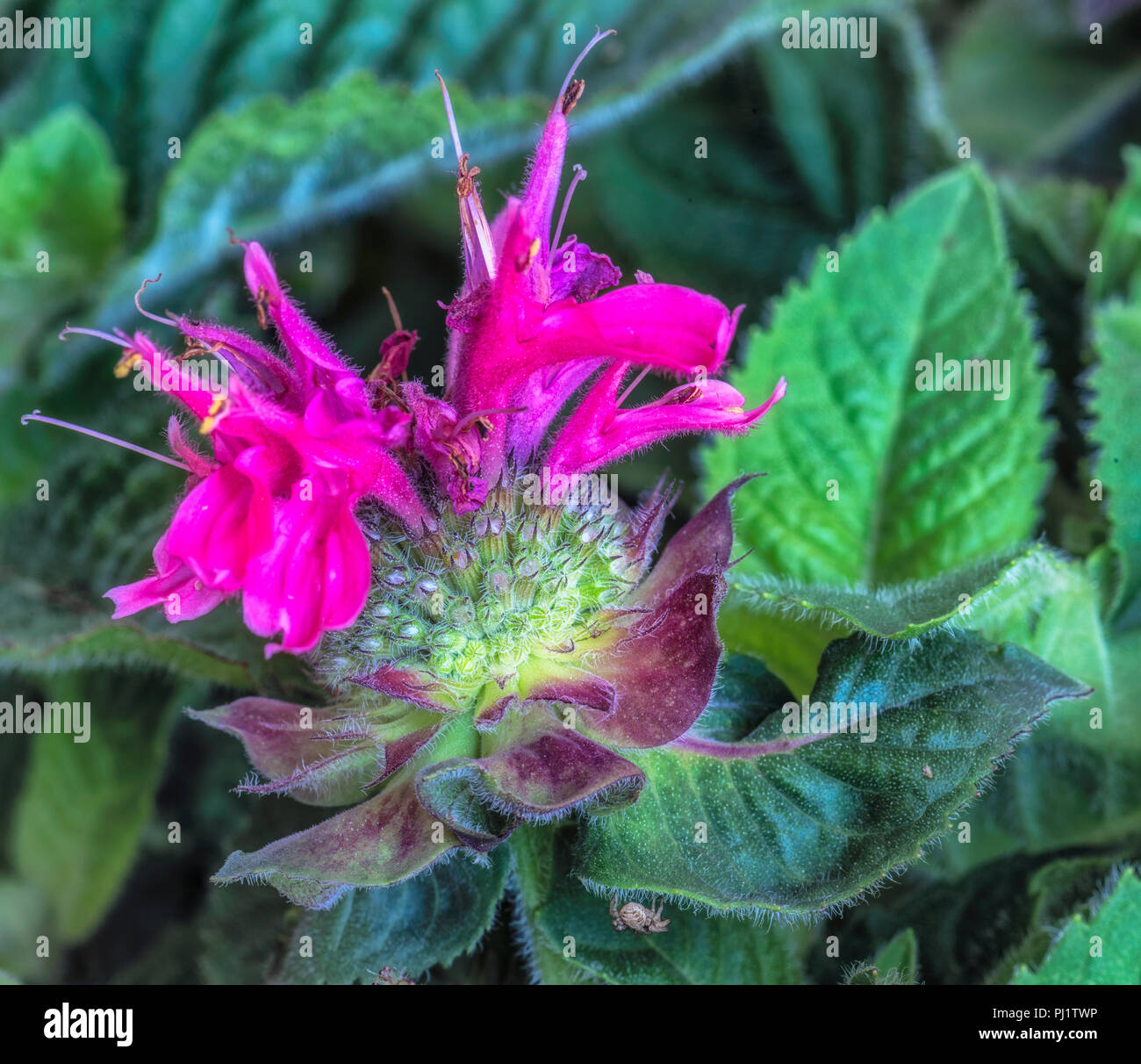 Fine art macro couleur surréaliste d'une seule rose rouge vert jaune d'une fleur/Monarda didyma beebalm crimson/scarlet scarlet/beebalm monarda Banque D'Images