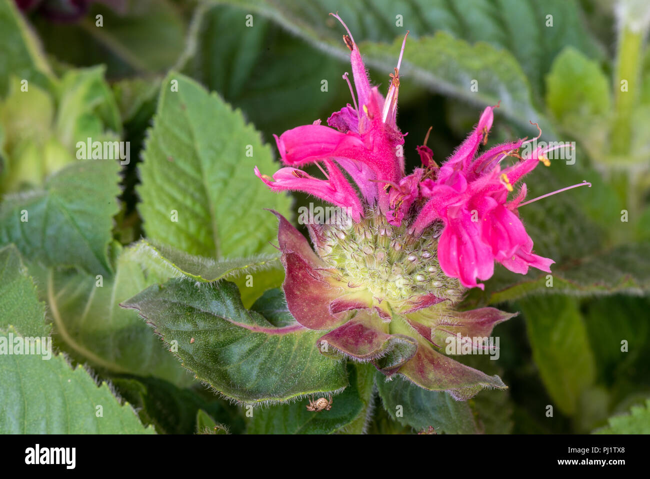 Couleur fleurs macro d'une seule rose rouge vert jaune d'une fleur/Monarda didyma beebalm crimson/scarlet scarlet/beebalm monarda/ thé d'Oswego/bergamote Banque D'Images