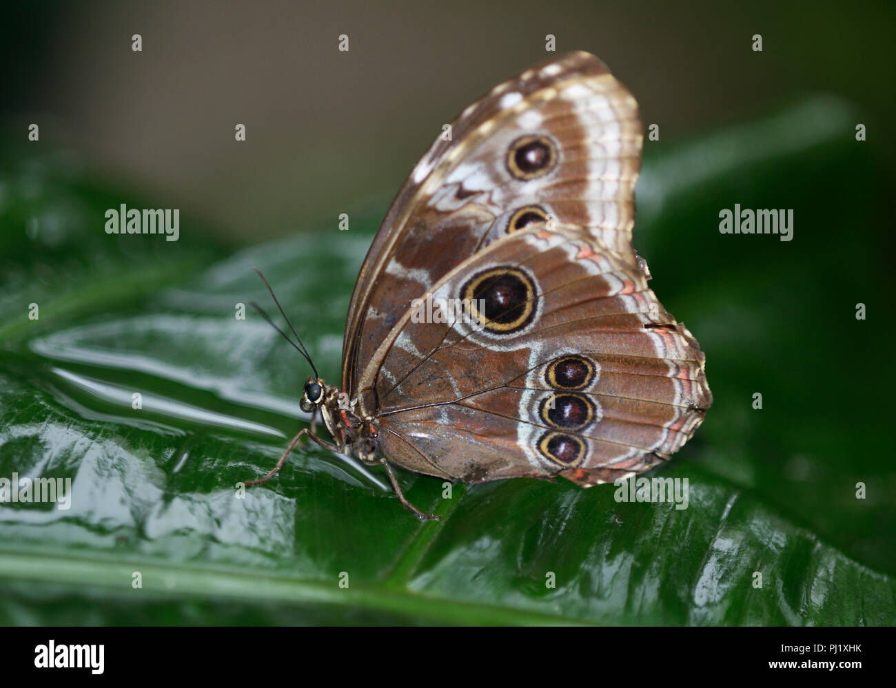 Papillon Morpho bleu, Morpho peleides Banque D'Images