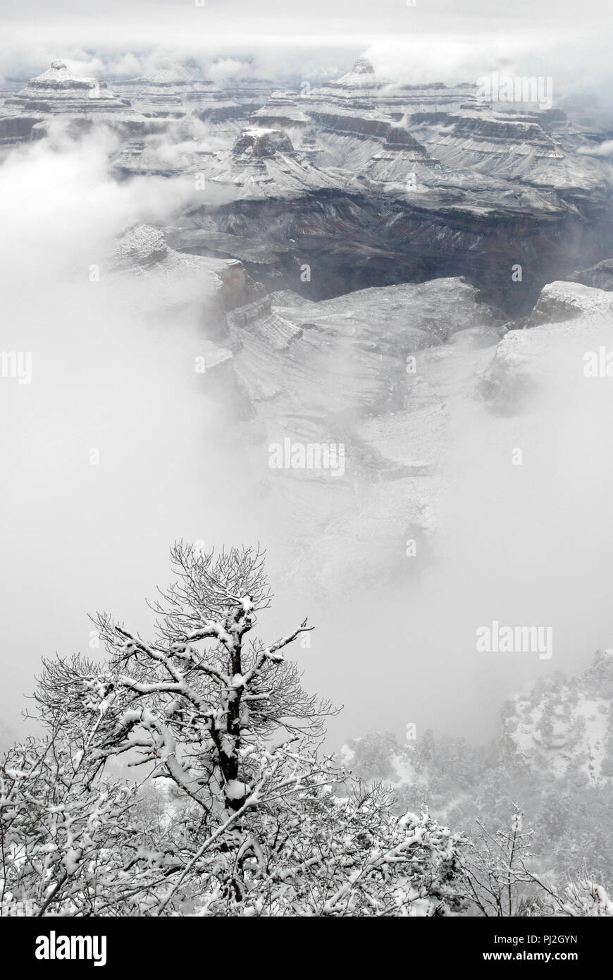 Les nuages bas pendent au-dessous arbres couverts de neige à la suite d'une tempête de neige le long de la rive sud du Grand Canyon en Arizona. Banque D'Images