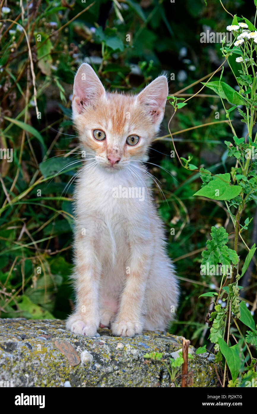 Un rusty-white tabby kitten assis sur une dalle de béton, vert de la végétation en arrière-plan Banque D'Images