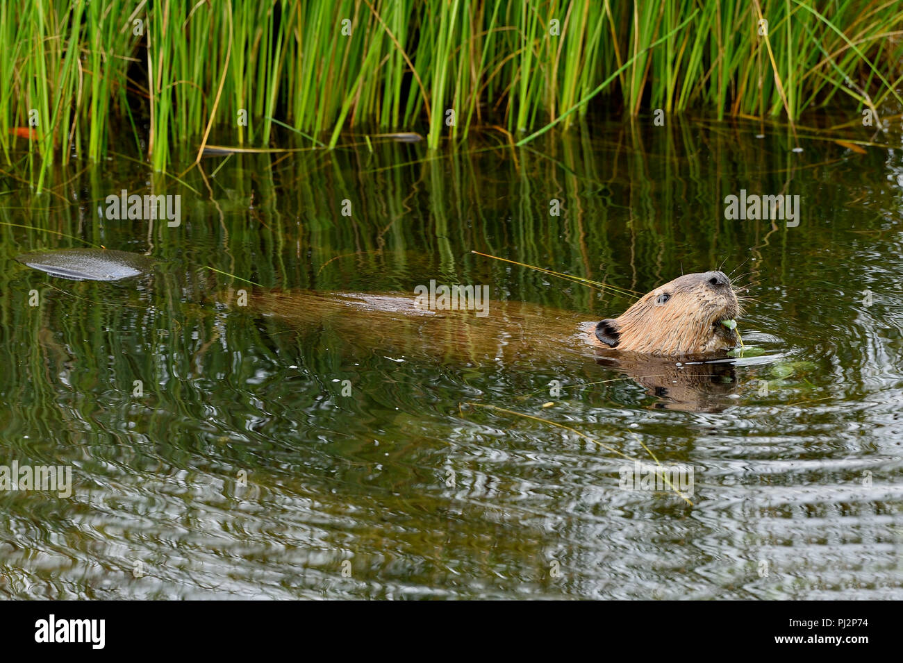 La vue latérale d'un castor (Castor canadensis), flottant sur l'eau se nourrissant de quelques feuilles fraîches tremble à son étang de castors près de Hinton en Alberta Banque D'Images