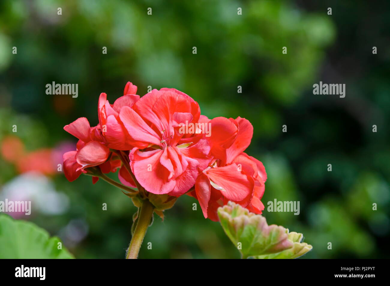 Pélargonium ou Géranium fleur près d'une grappe de fleurs saumon double, de bourgeons et de feuilles vertes, Sofia, Bulgarie Banque D'Images