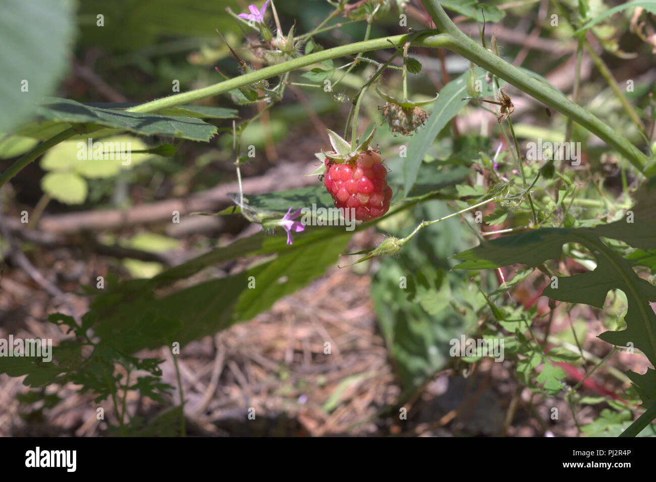 Maturation des fruits oblongs grosse framboise rouge sur fond de fleurs de forêt en été Banque D'Images