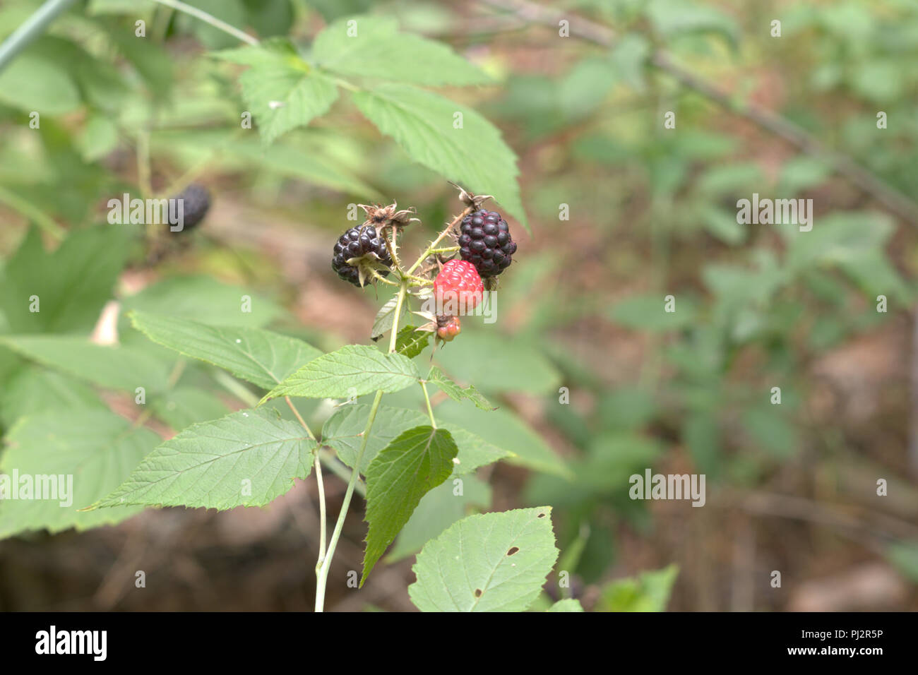 Framboises noires infructescence avec tiges torny et massothérapeutes à divers stades de développement Banque D'Images