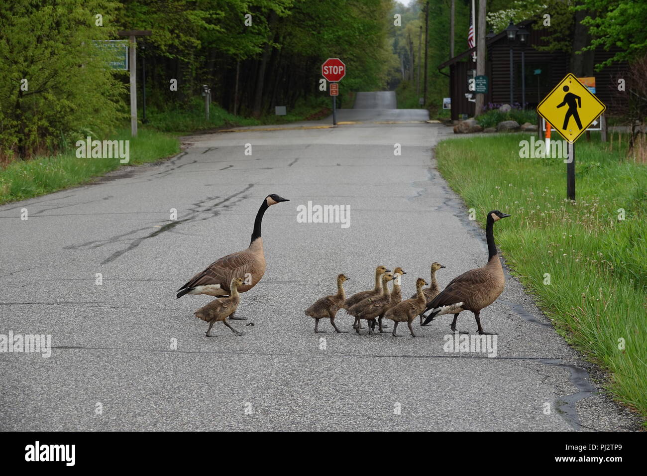 La famille de Bernaches du Canada à la suite de règles de la circulation en traversant la route, Indiana Dynes, USA Banque D'Images