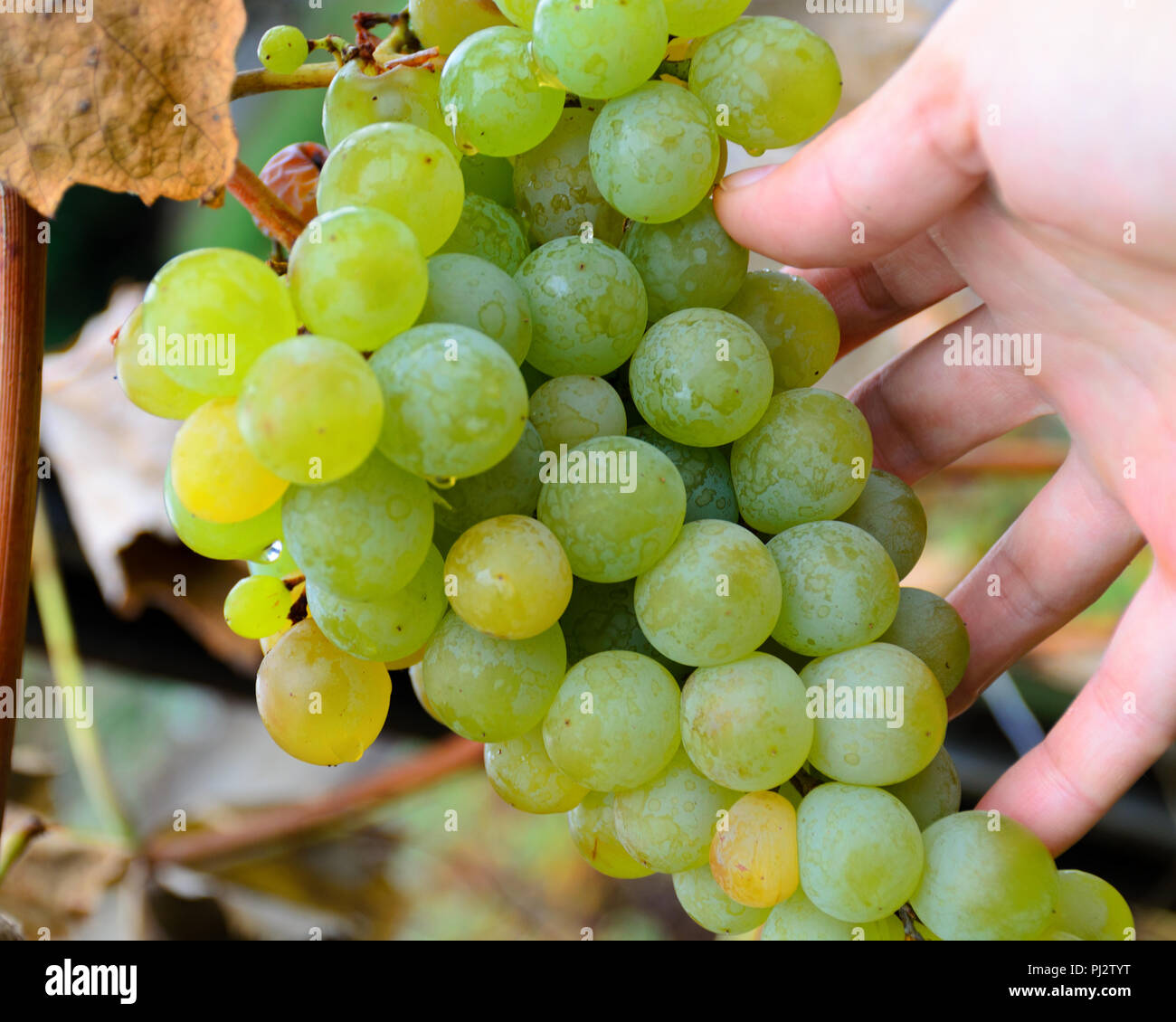 Main tenant grappe, sorte de vin blanc Chardonnay, trier, chasse d'automne. Photo avec soft focus sélectif. Lieu vide pour le texte, copiez l'espace. Banque D'Images