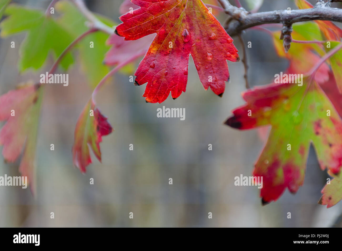 Feuille d'automne lumineux avec goutte d'eau, direction générale de flou artistique avec des feuilles de cassis. Des photos avec une faible profondeur de foyer. Banque D'Images