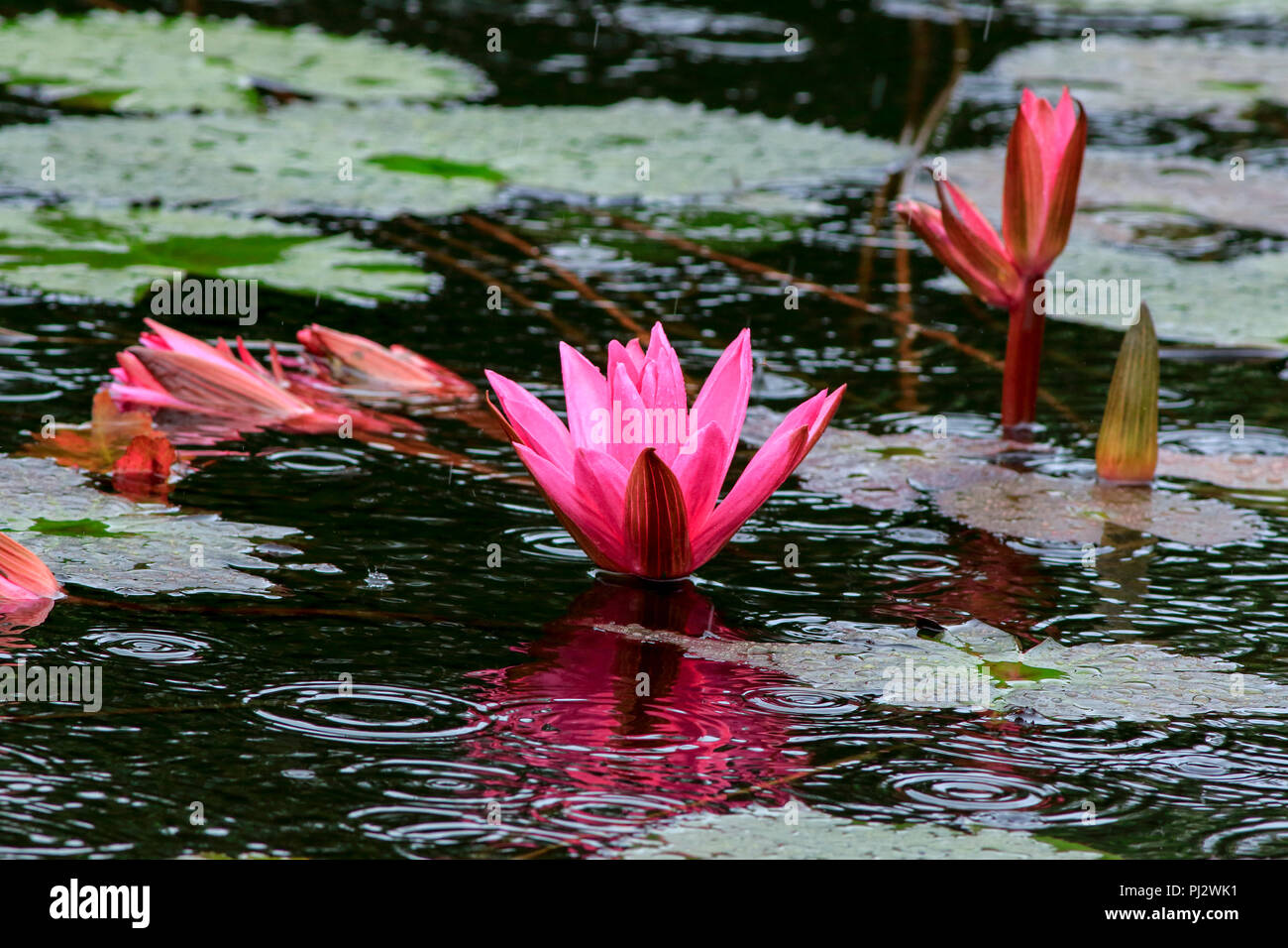 Water Lily dans un étang à Harbaria Centre éco-tourisme dans les Sundarbans. Bagerhat, Bangladesh. Banque D'Images