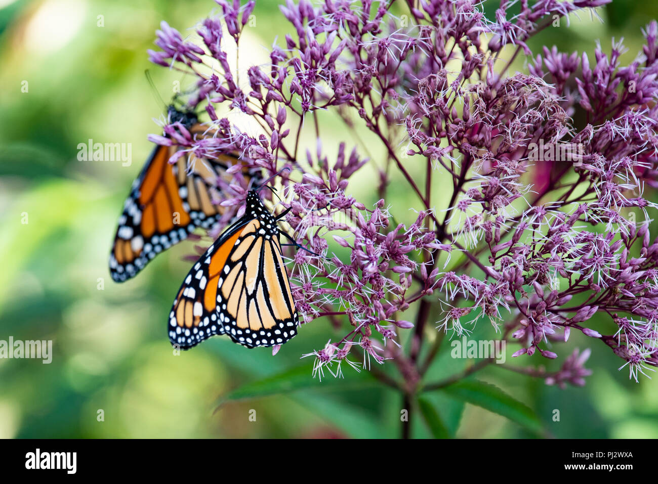 Deux monarques colorés (Danaus plexippus) se nourrissant de Joe Pye rose fleurs du jardin en spéculateur, New York, NY USA Banque D'Images