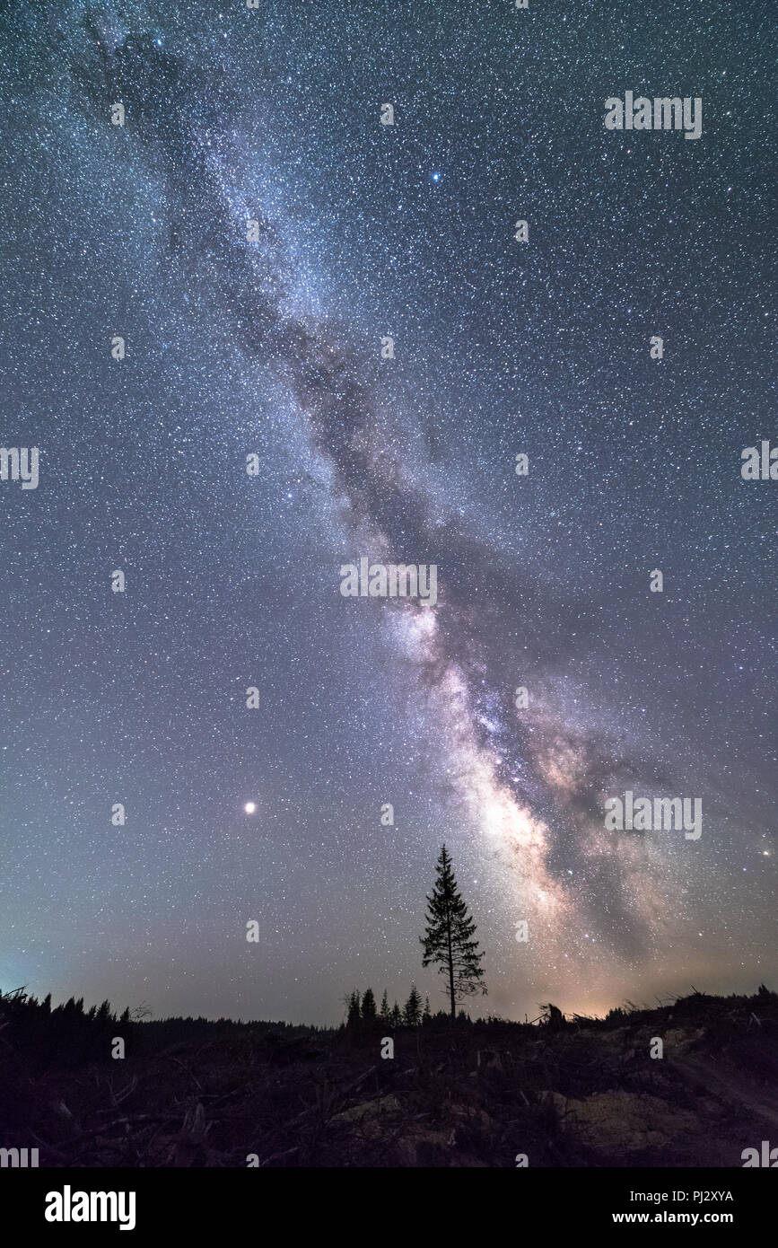 La Voie lactée est vu par une nuit claire au-dessus d'un arbre isolé sur la côte sud de l'Oregon. Banque D'Images