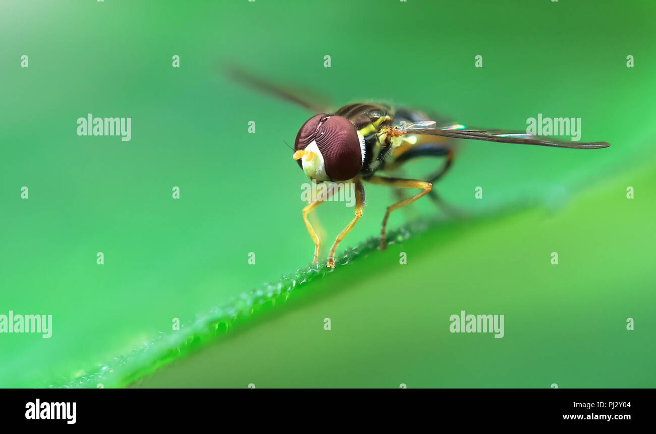 Un hoverfly (famille des Syrphidae) repose sur une feuille verte dans le nord de la Californie. Banque D'Images