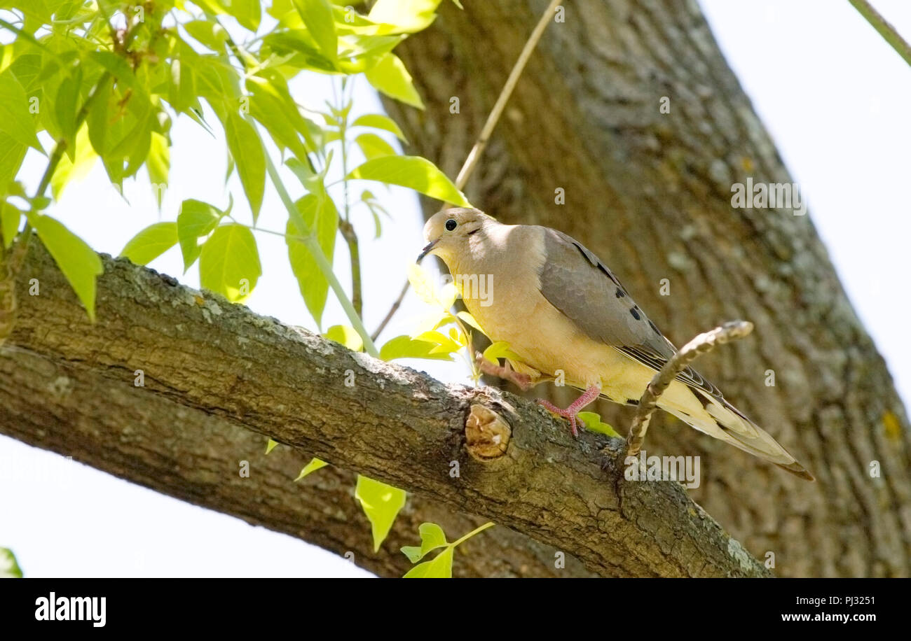 Amérique du Nord, le Canada, l'Ontario, la Tourterelle triste Zenaida macroura, perché dans l'arbre, Banque D'Images