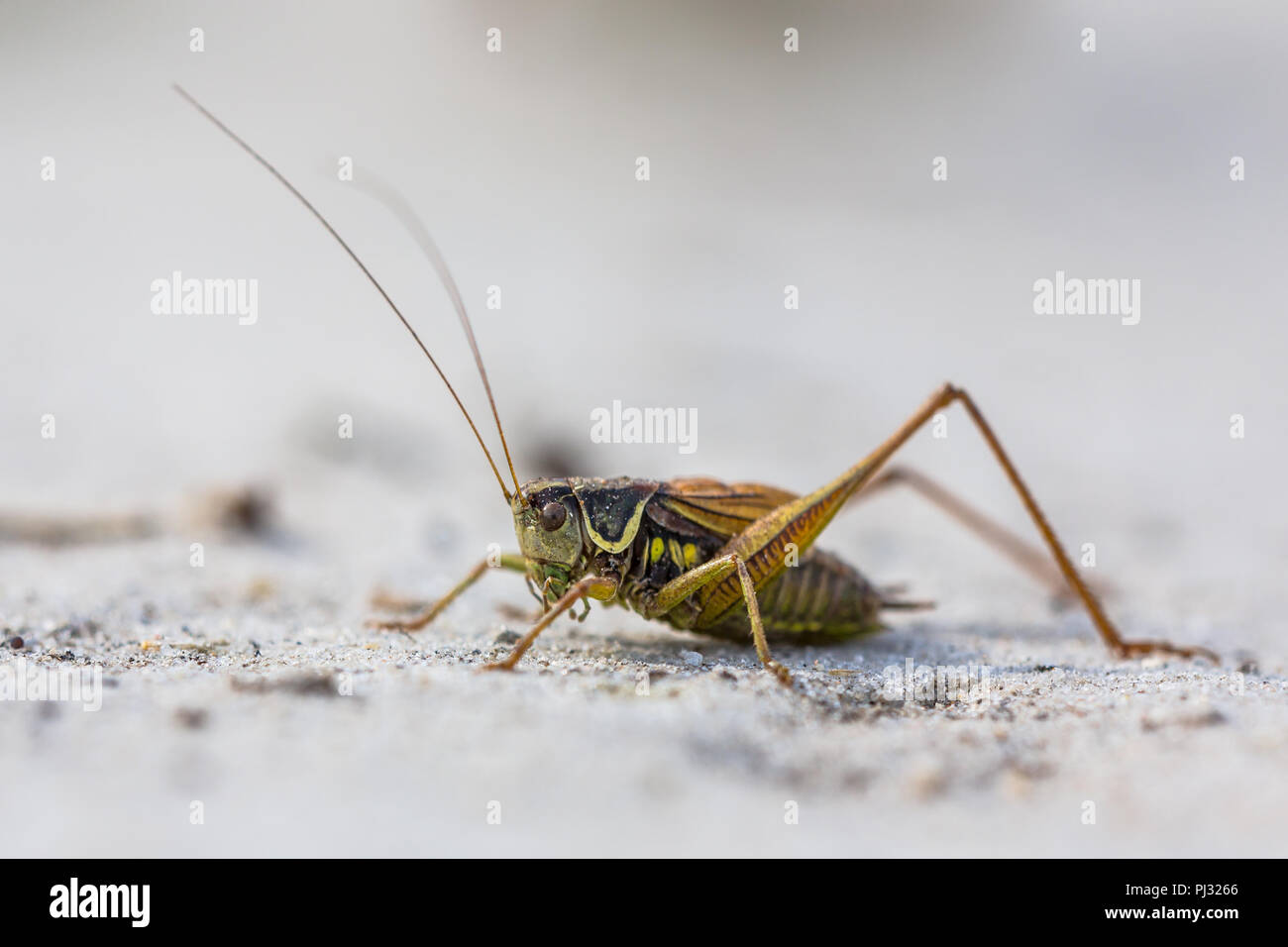 Roesel's bush-cricket (Metrioptera roeselii) est un Européen bush-cricket, nommé d'après un entomologiste allemand. Banque D'Images