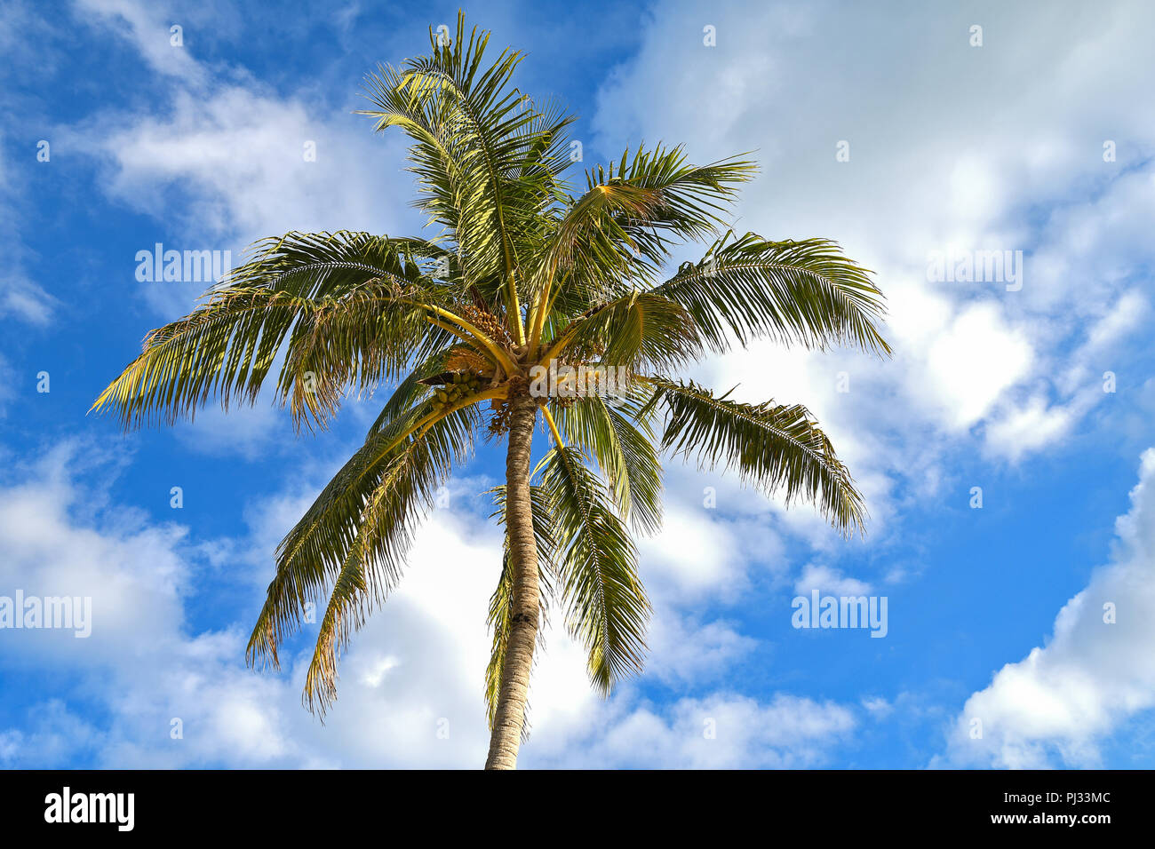 Vue de dessous avec palmier coco après-midi nuages dans le ciel bleu Banque D'Images Vue de dessous avec palmier coco après-midi nuages dans le ciel bleu Banque D'Images