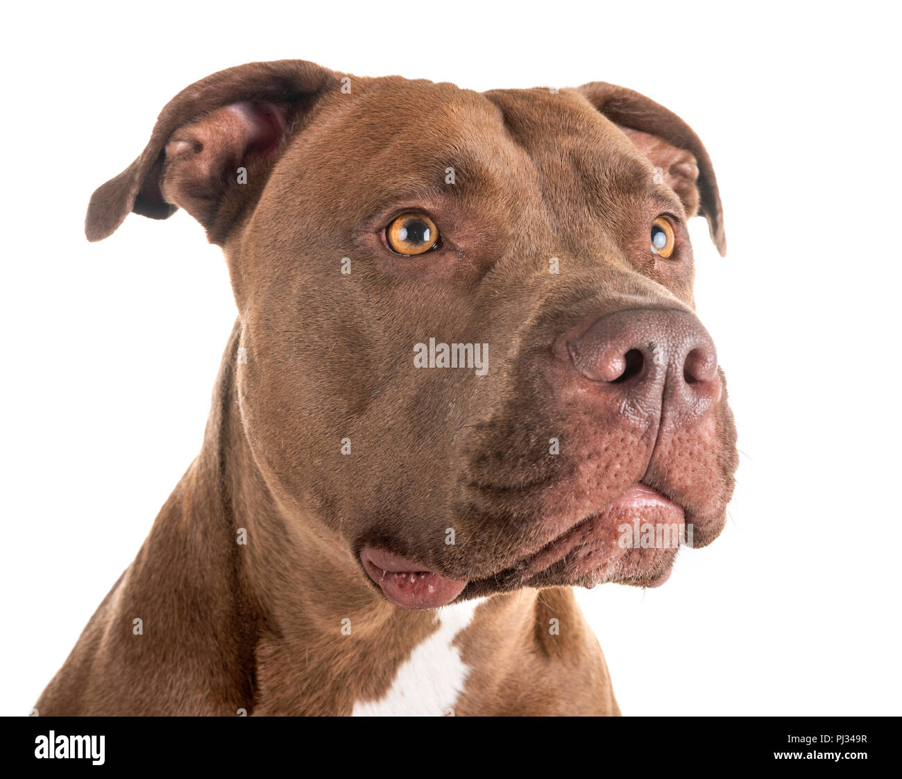 Pitbull red nose in front of white background Banque D'Images