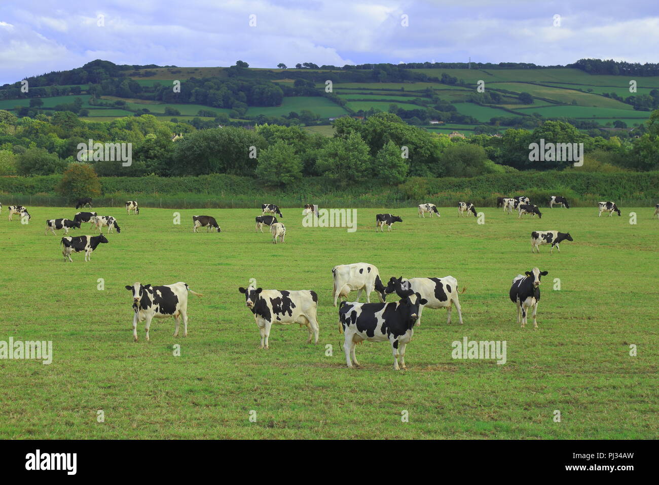 Les vaches Holstein sur une ferme laitière dans la vallée d'Ax, Devon Banque D'Images