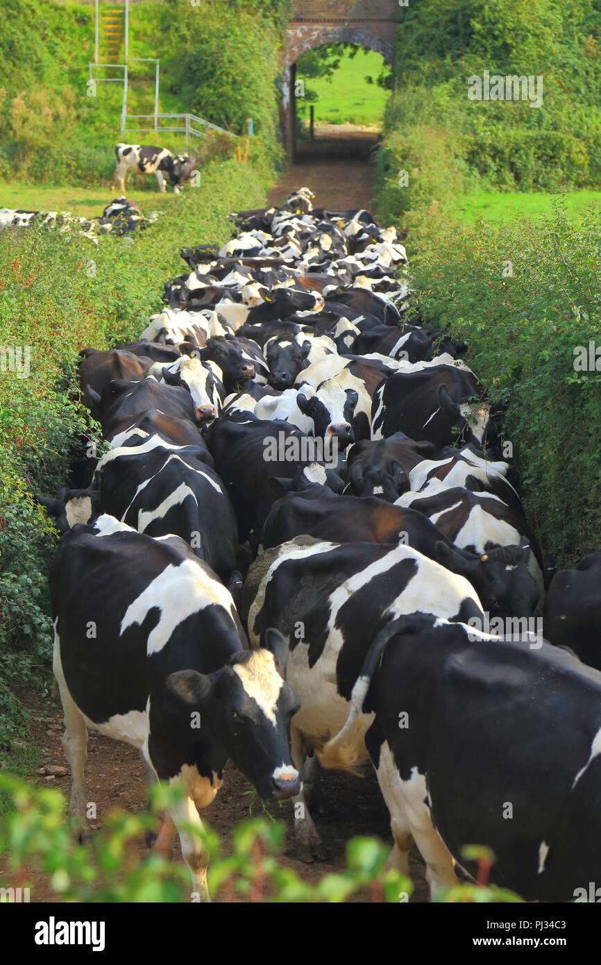 Les vaches d'élevage sur une terre agricole dans l'est du Devon Banque D'Images