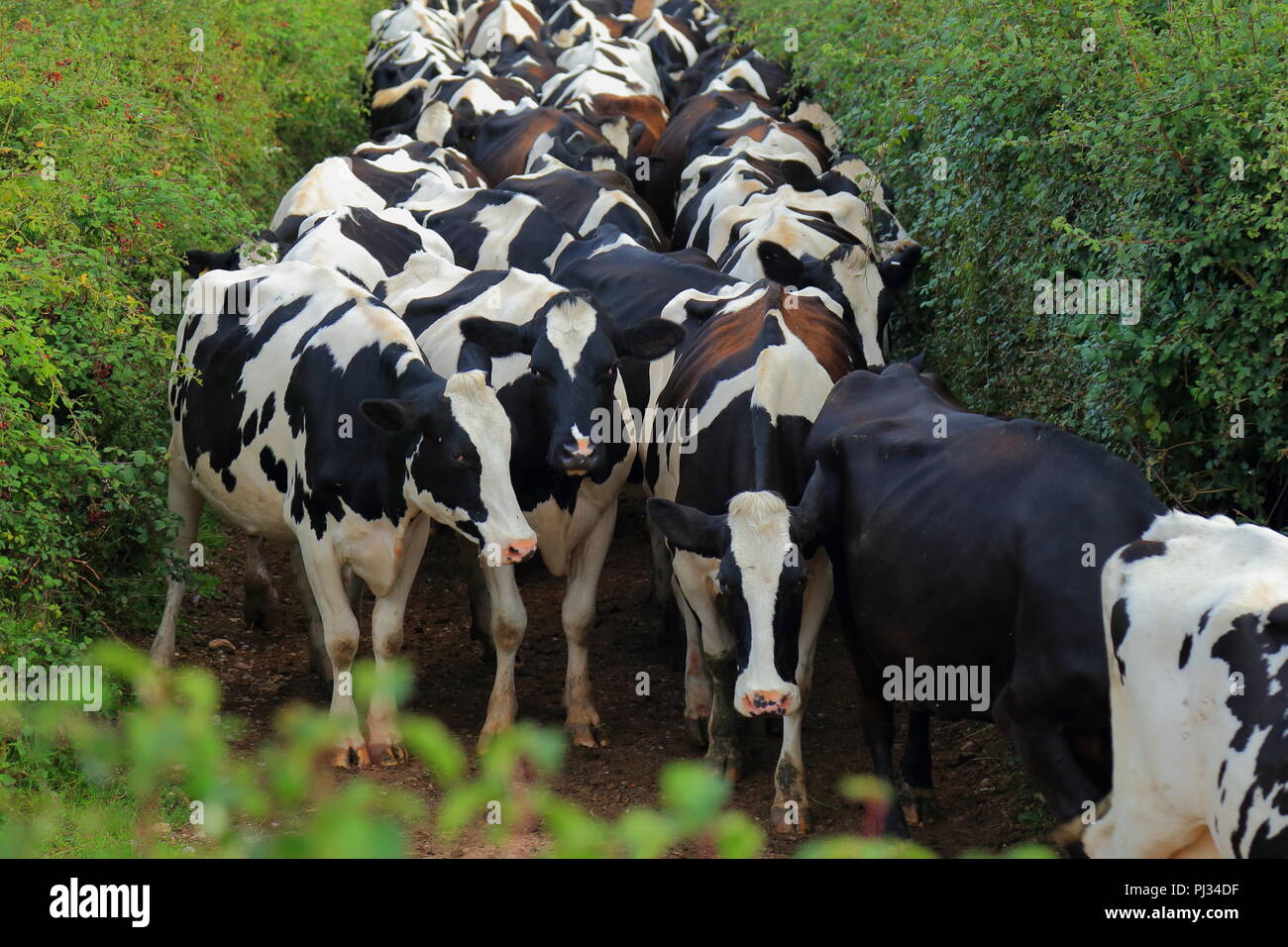 Les vaches d'élevage sur une terre agricole dans l'est du Devon Banque D'Images