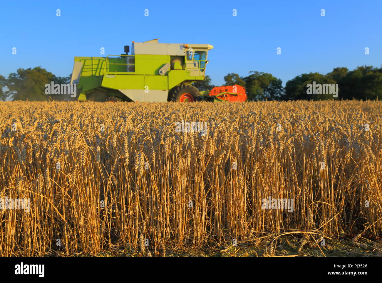 Combiner la récolte du blé sur les terres agricoles champ dans le Somerset Banque D'Images