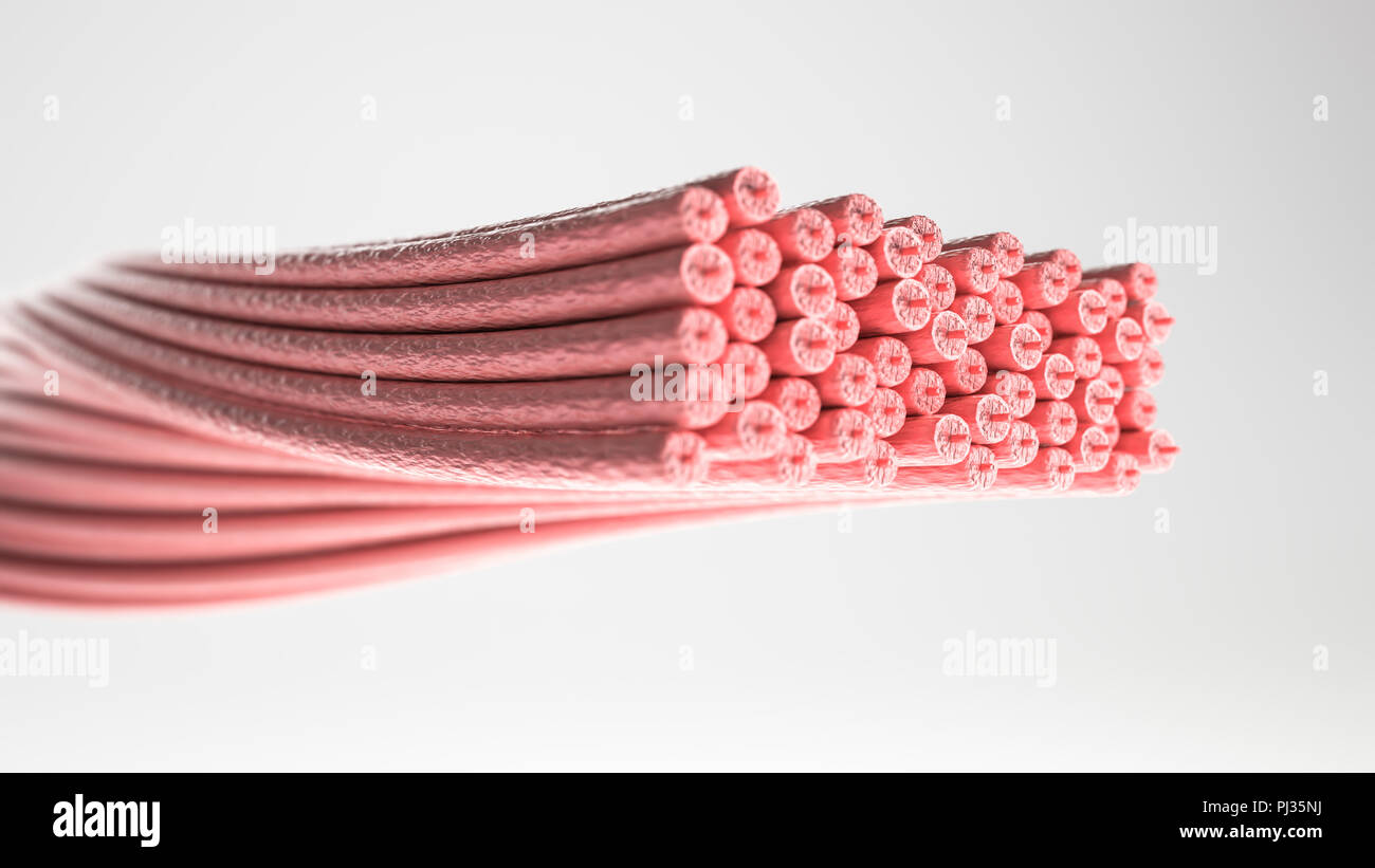 Type de muscle : muscle lisse - section transverse passant par un muscle avec les fibres musculaires visibles - le rendu 3D Banque D'Images