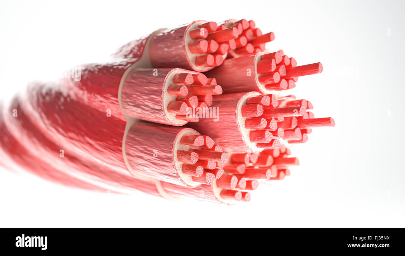 Type de muscle : muscle squelettique - section transverse passant par un muscle avec des fibres musculaires visibles - le rendu 3D Banque D'Images