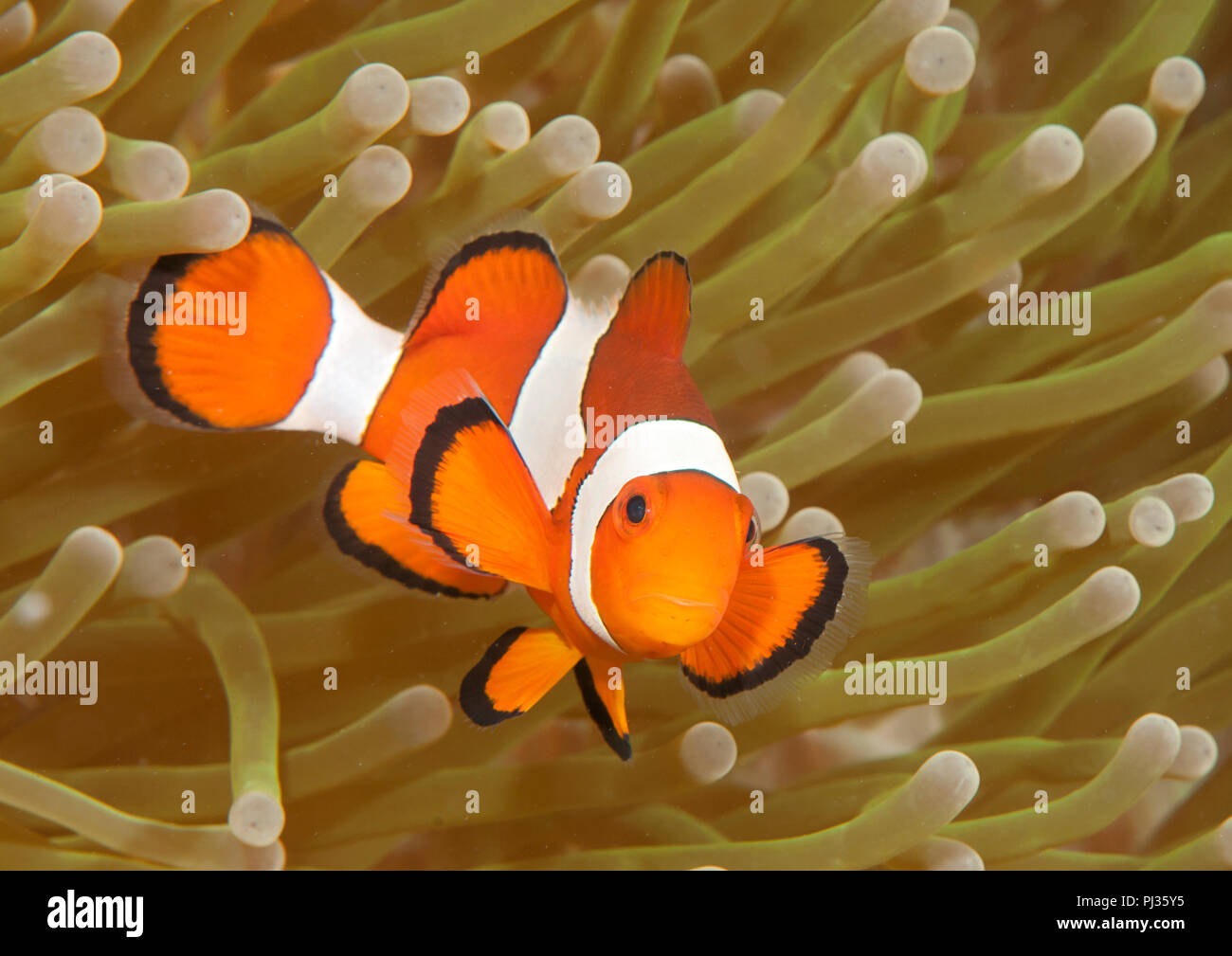 Ocellaris clownfish ( Aphiprion ocellaris ) ou faux poisson clown clown abrite elle-même parmi les tentacules venimeux d'une anémone de mer magnifique ( Het Banque D'Images