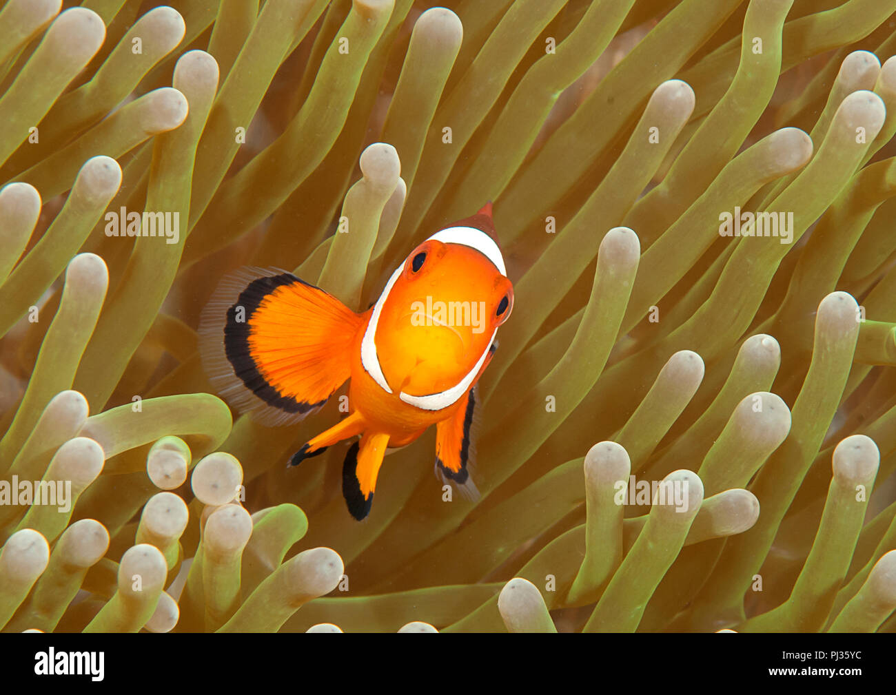 Ocellaris clownfish ( Aphiprion ocellaris ) ou faux poisson clown clown abrite elle-même parmi les tentacules venimeux d'une anémone de mer magnifique ( Het Banque D'Images