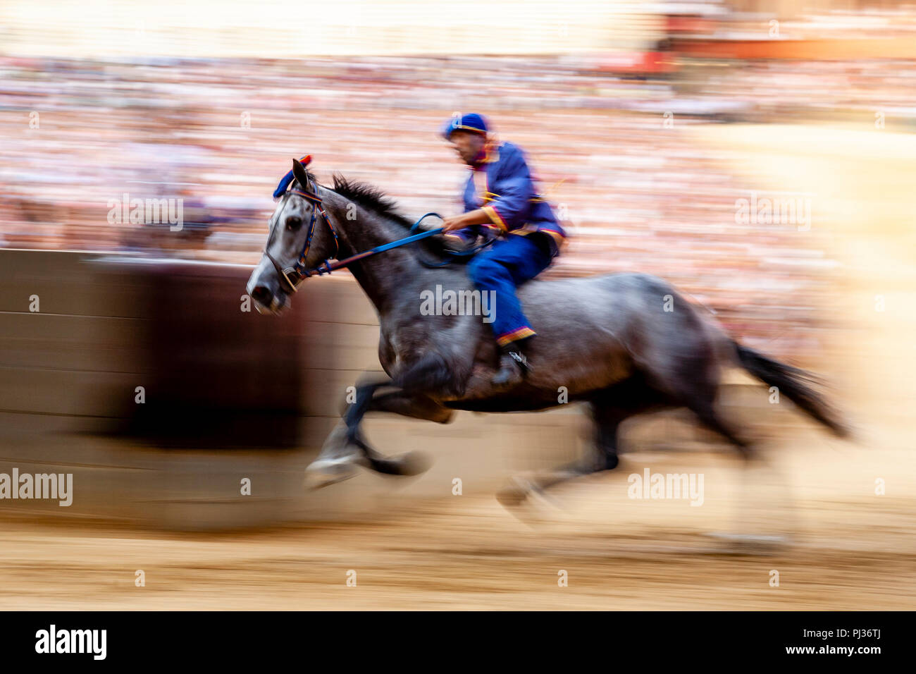 Un jockey à cheval pour l'Nicchio (Shell) via prend part à une course d'essai dans la Piazza del Campo, le Palio di Siena, Sienne, Italie Banque D'Images
