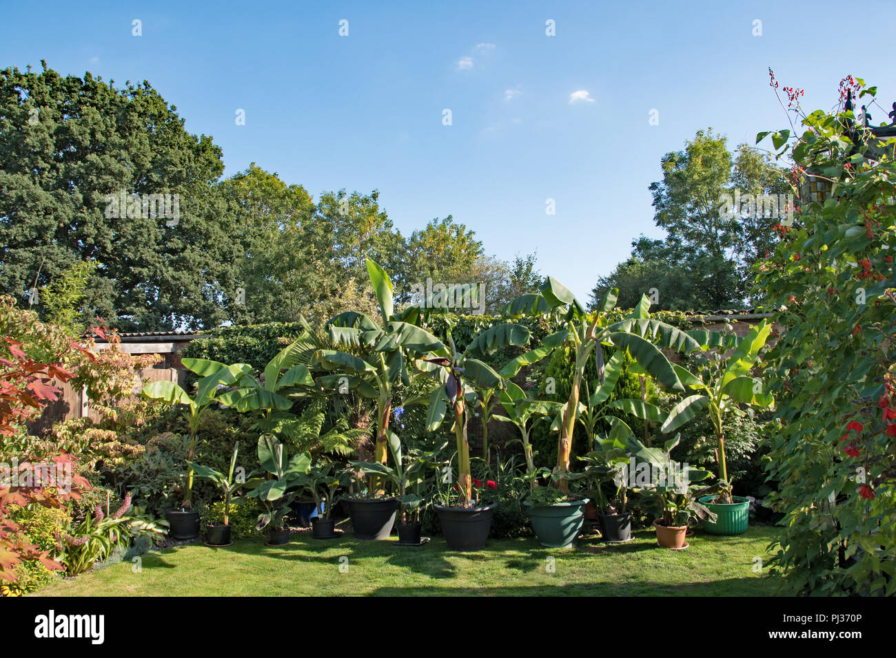 Les bananes dans un jardin anglais... Banque D'Images
